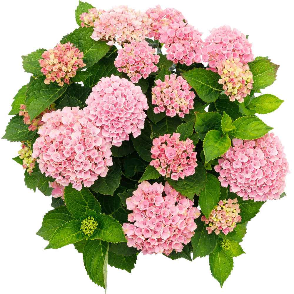 Hortensia macrophylla - Boerenhortensia 'Revolution Pink' - Hydrangea macrophylla 'revolution pink'