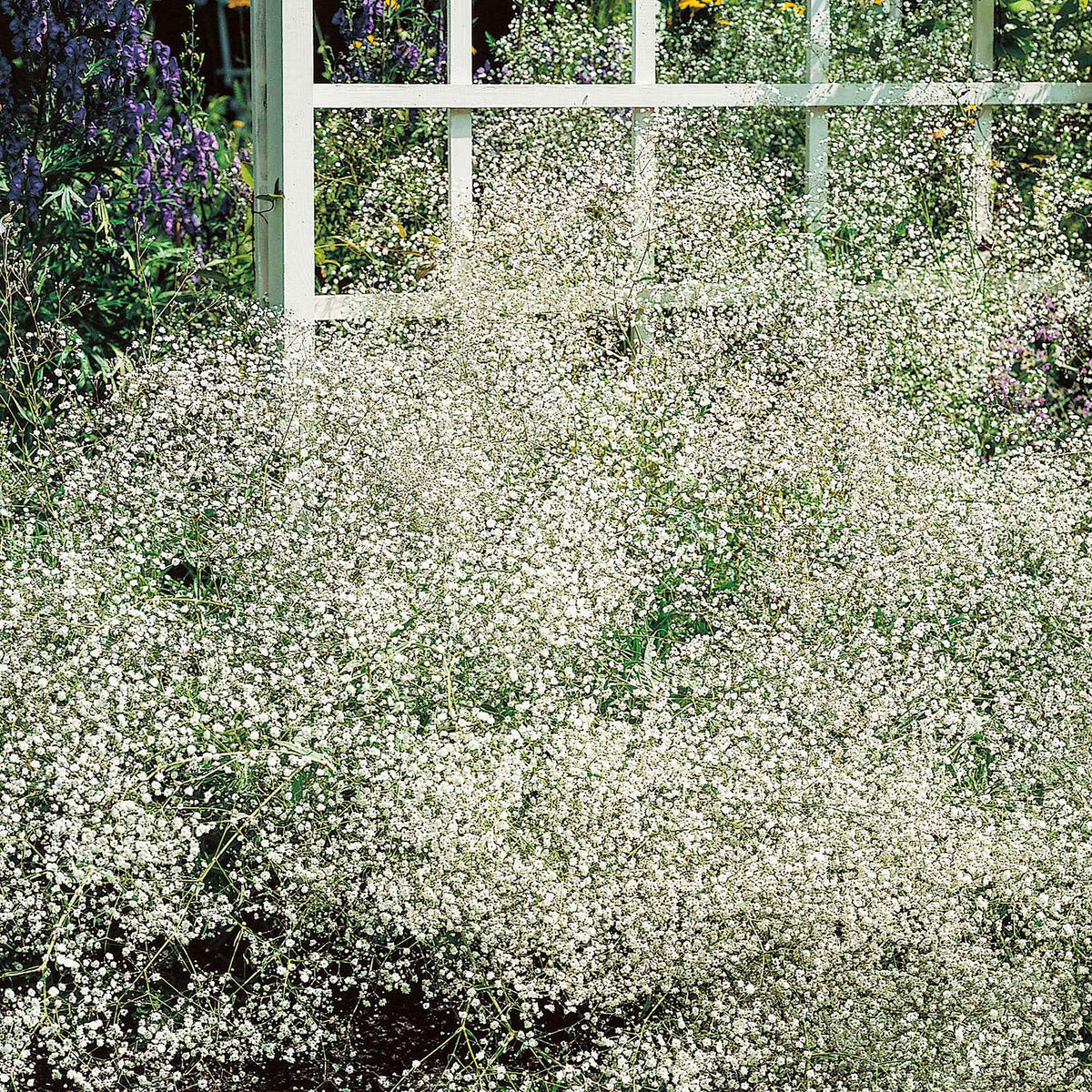Gipskruid - Gipskruid (x3) - Gypsophila paniculata