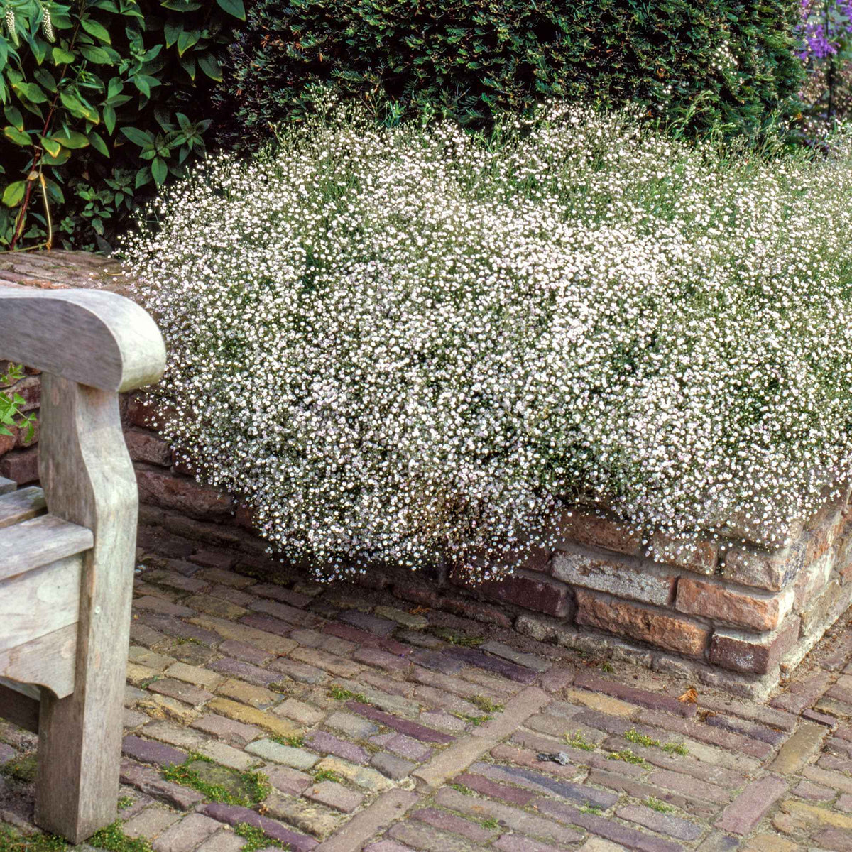 Bloeiende vaste planten - Verzameling vaste planten voor buitenbedden (x11) - Delphinium, gypsophila paniculata, centranthus ruber
