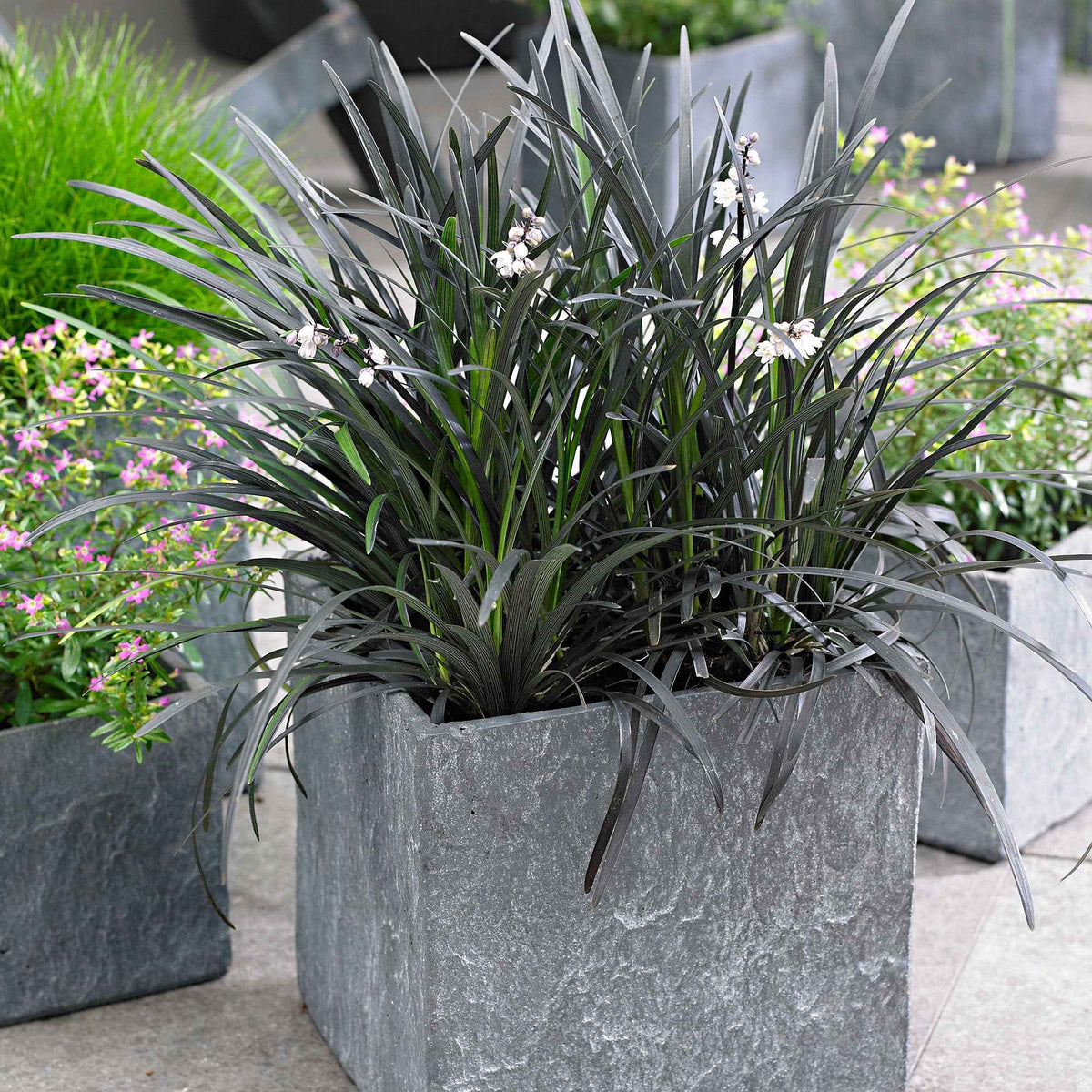 Slangenbaard 'Nigrescens' - Ophiopogon planiscapus Nigrescens - Bakker