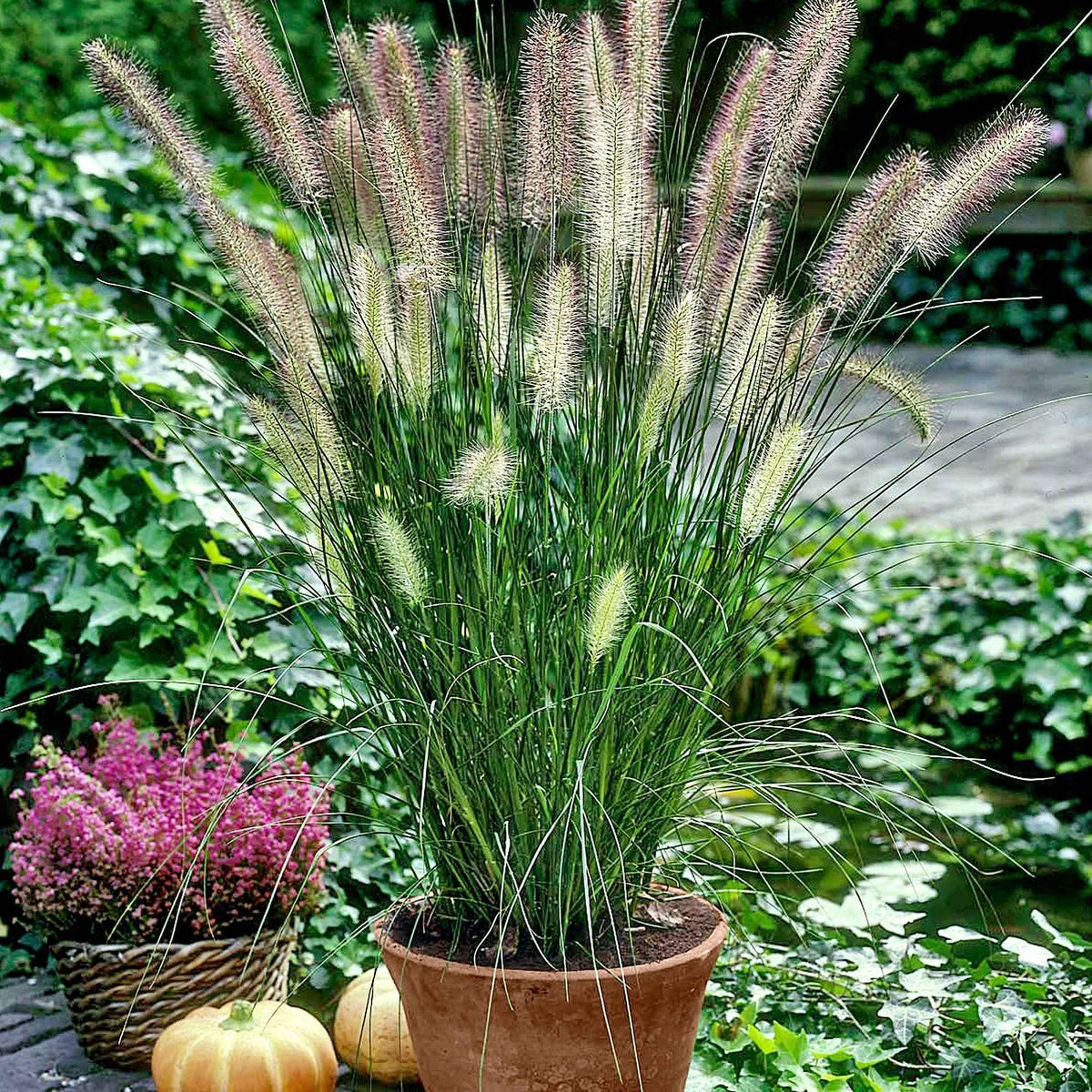 Lampenpoetsersgras 'Hameln' - Pennisetum alopecuroides Hameln - Bakker