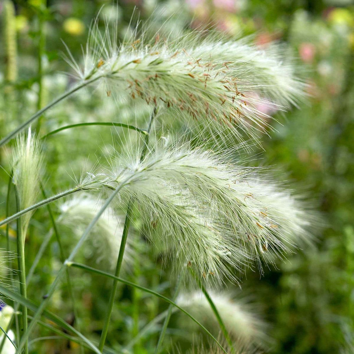 Pennisetum alopecuroides Hameln - Lampenpoetsersgras 'Hameln' - Pennisetum