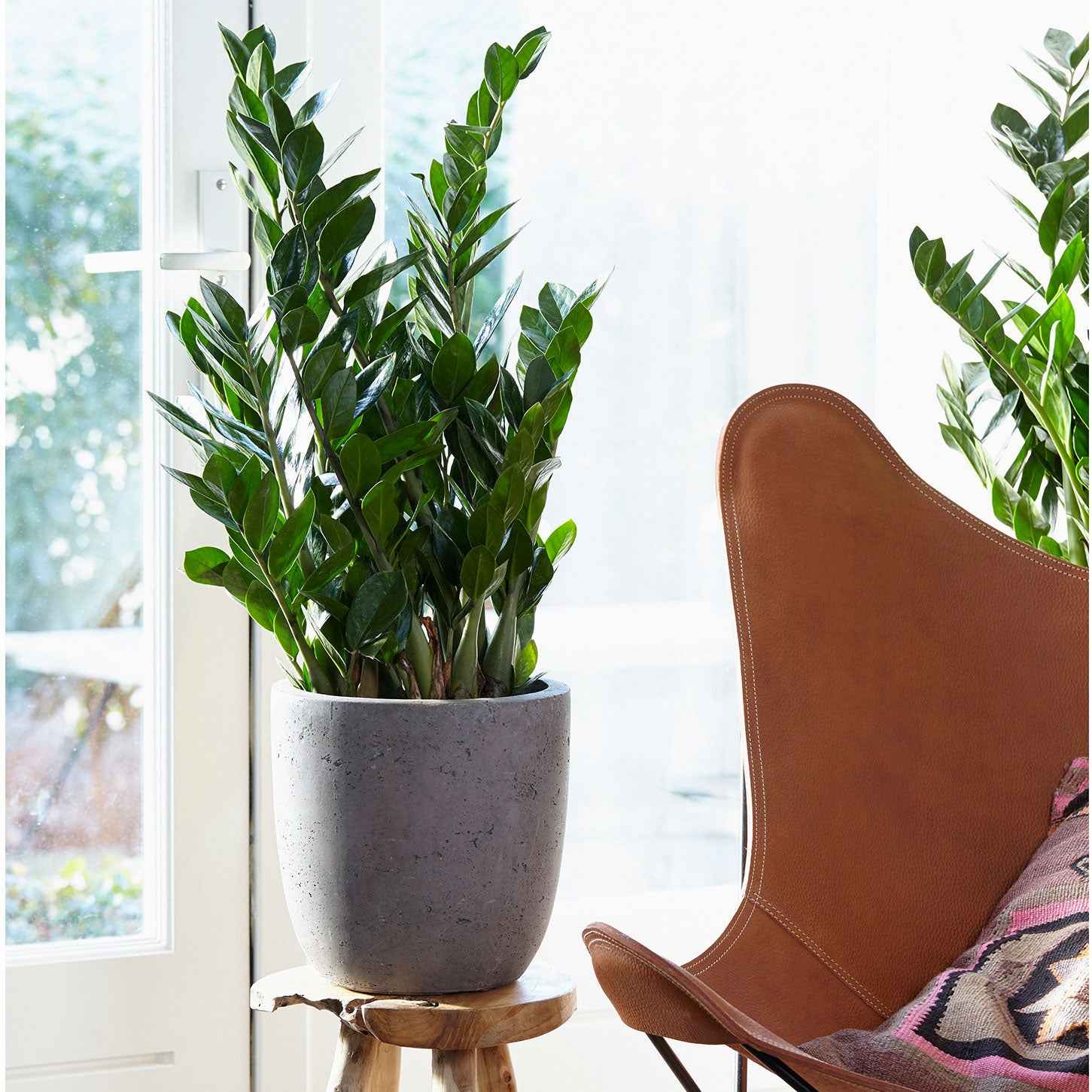 Zamioculcas zamiifolia - ZZ Palm - Binnenpalmen