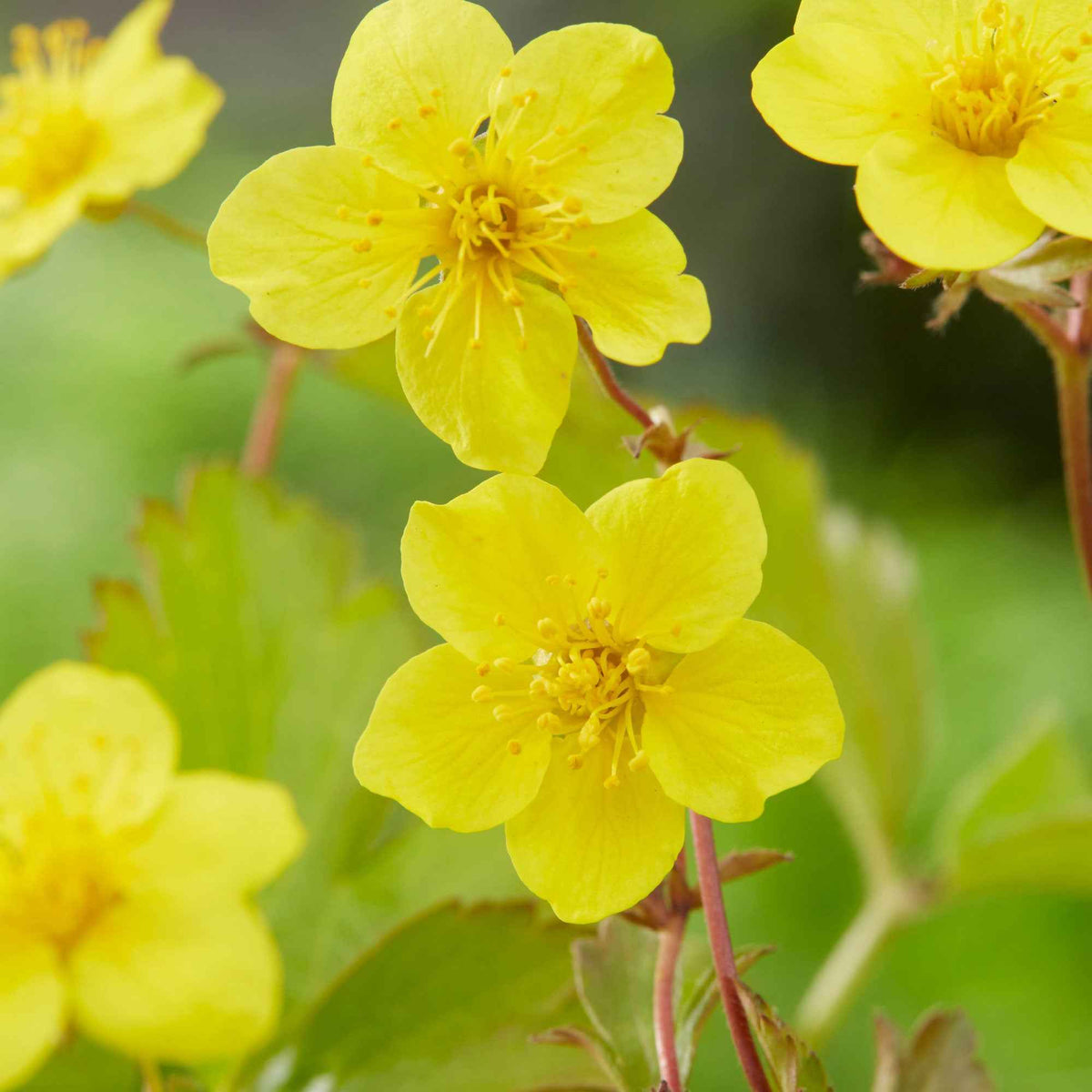 Goudaardbei - Waldsteinia ternata - Bakker