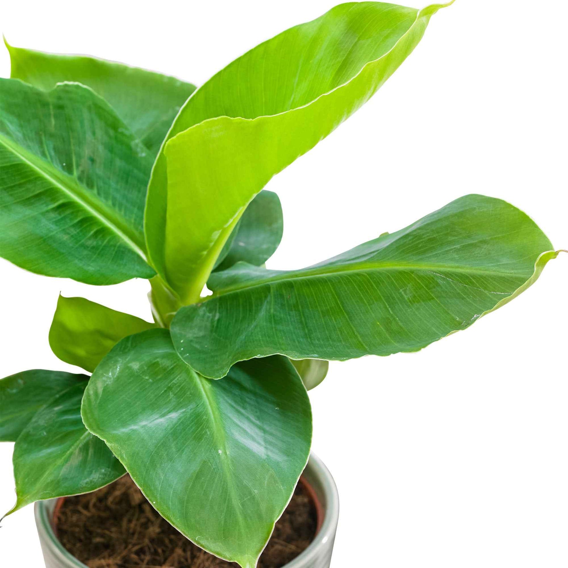 Musa oriental dwarf - Bananenplant Musa 'Oriental Dwarf' - Groene kamerplanten voor interieur