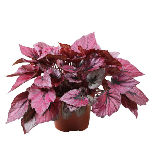 Bladbegonia 'Indian Summer' - Bakker