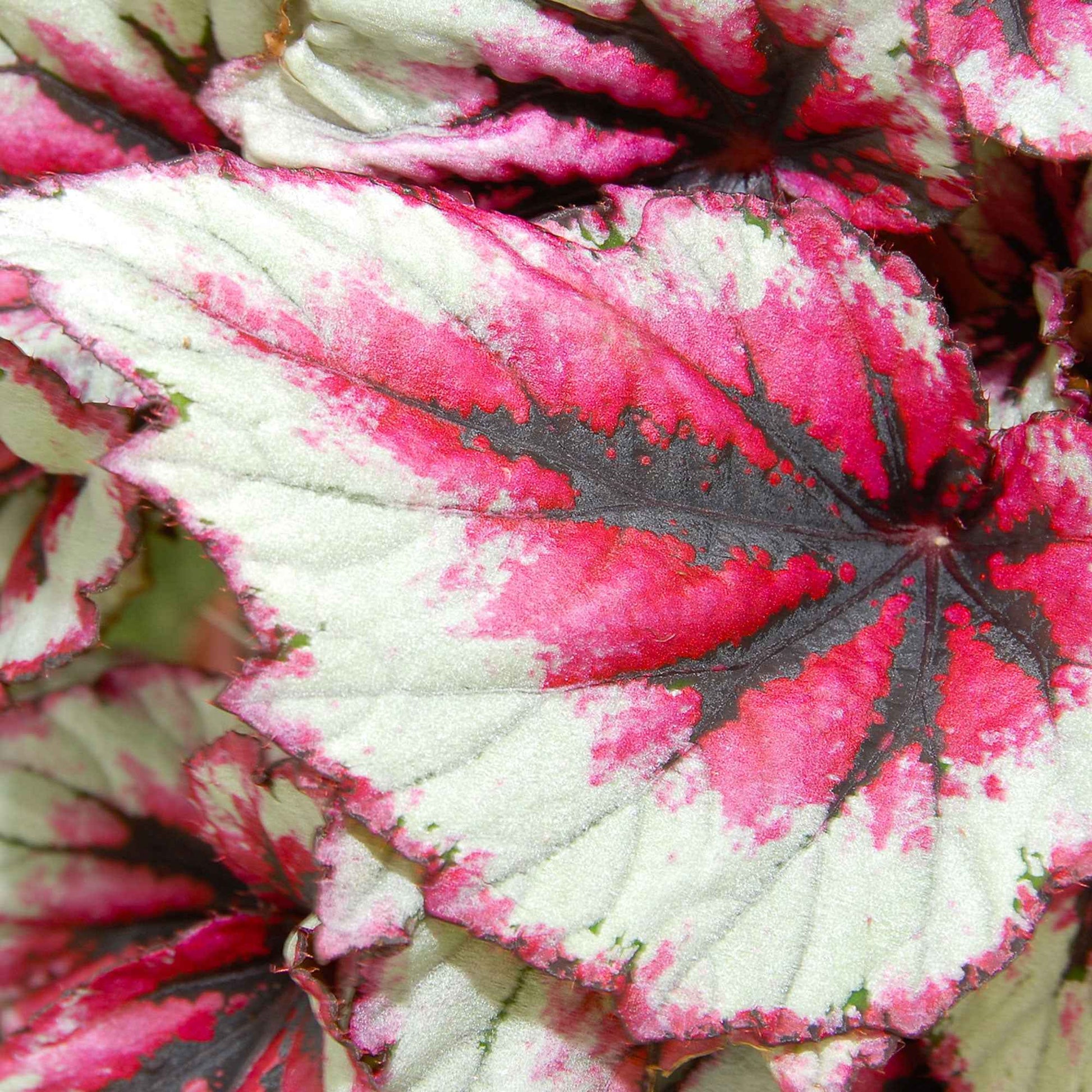 Bladbegonia 'Evening Glow' - Begonia beleaf evening glow - Bakker