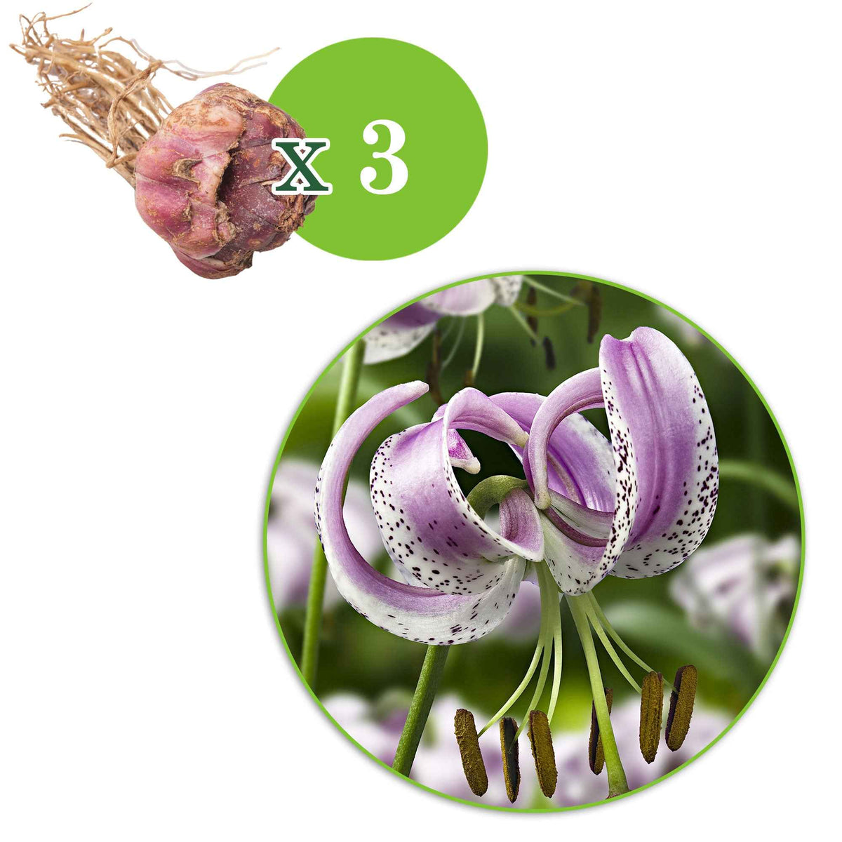 Chinese lelie (x3) - Lilium lankongense - Bakker
