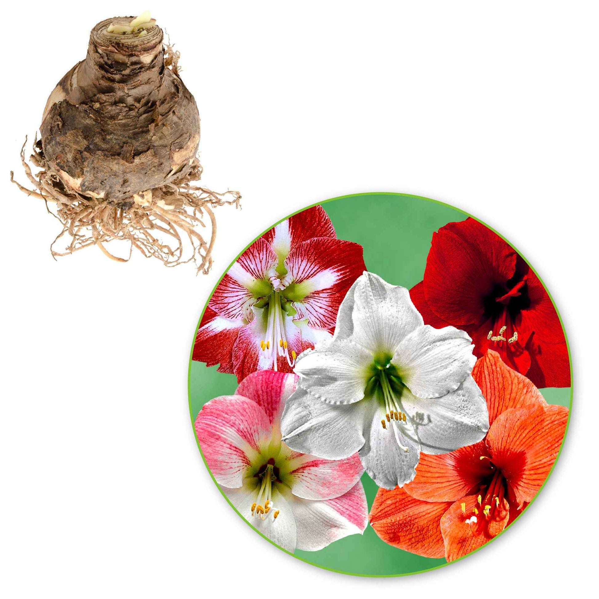 Amaryllis Mix (x3) - Amaryllis 'hercules', 'carmen', 'apple blossom' - Bakker