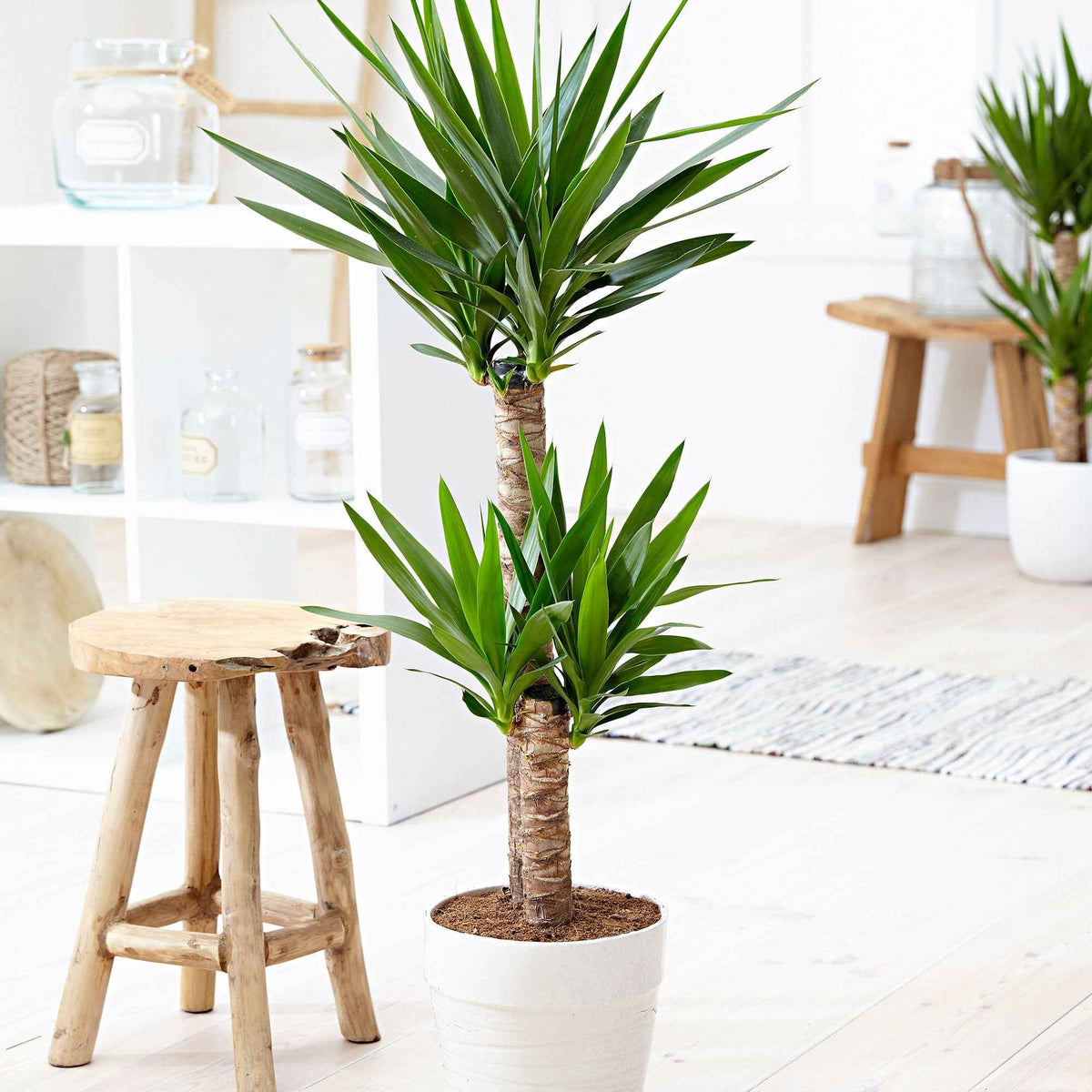 Palmlelie - Bakker