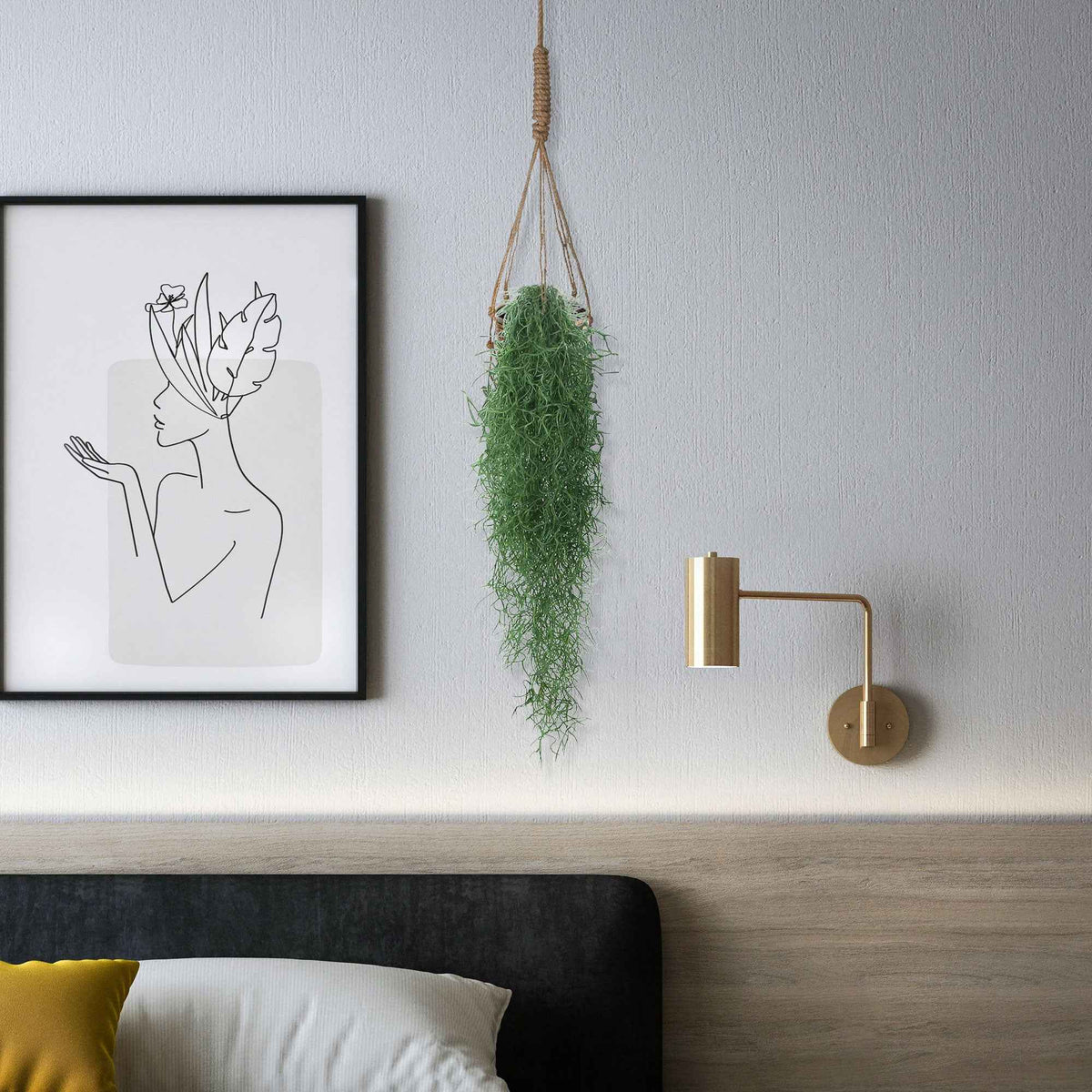 Tillandsia usneoides - Spaans mos - Groene kamerplanten voor interieur