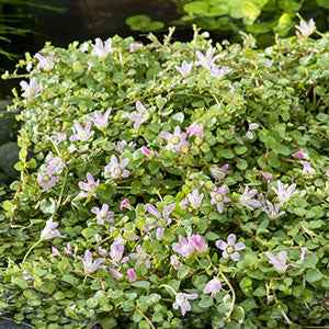 Teer guichelheil Anagallis tenella roze - Bakker