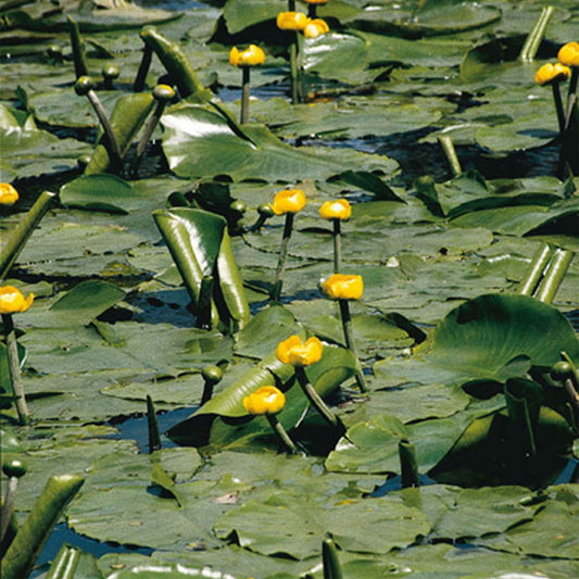 Gele plomp - Nuphar lutea - Vijvers