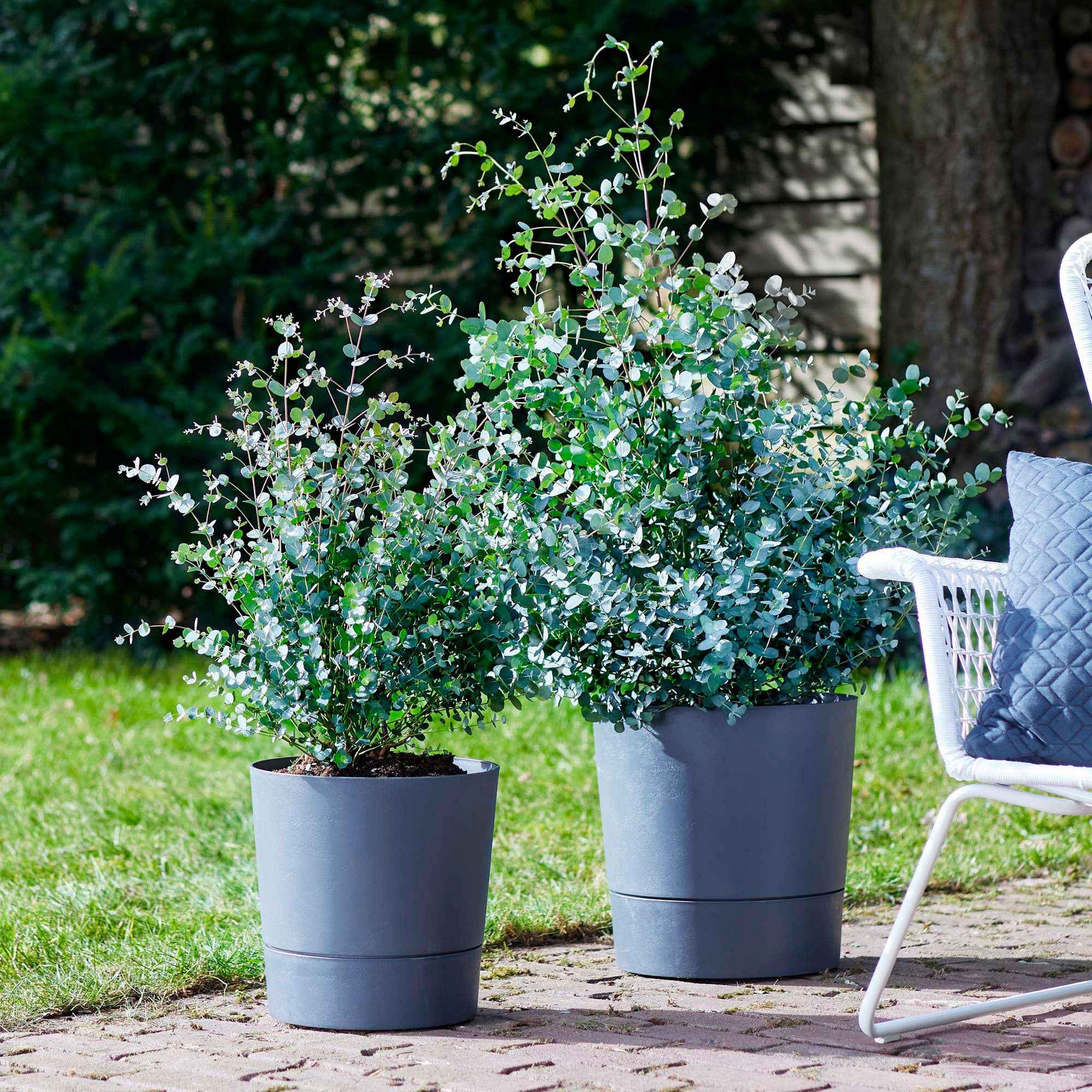 eucalyptus plant buiten Eucalyptus gunnii