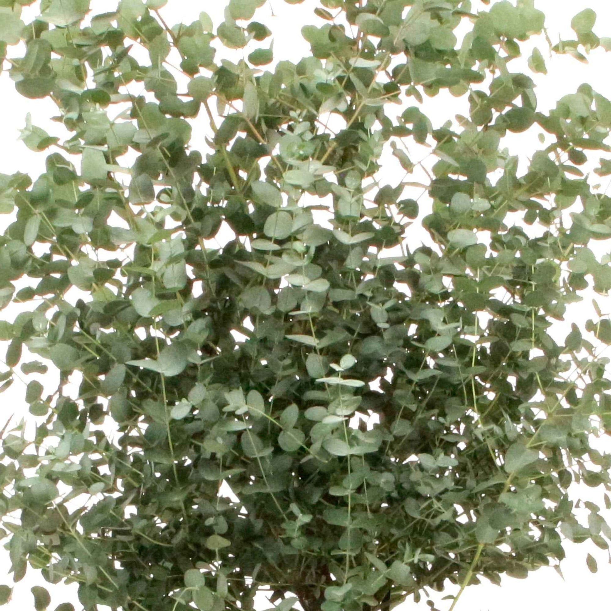 Eucalyptus gunnii - Eucalyptus gunnii - Eucalyptus