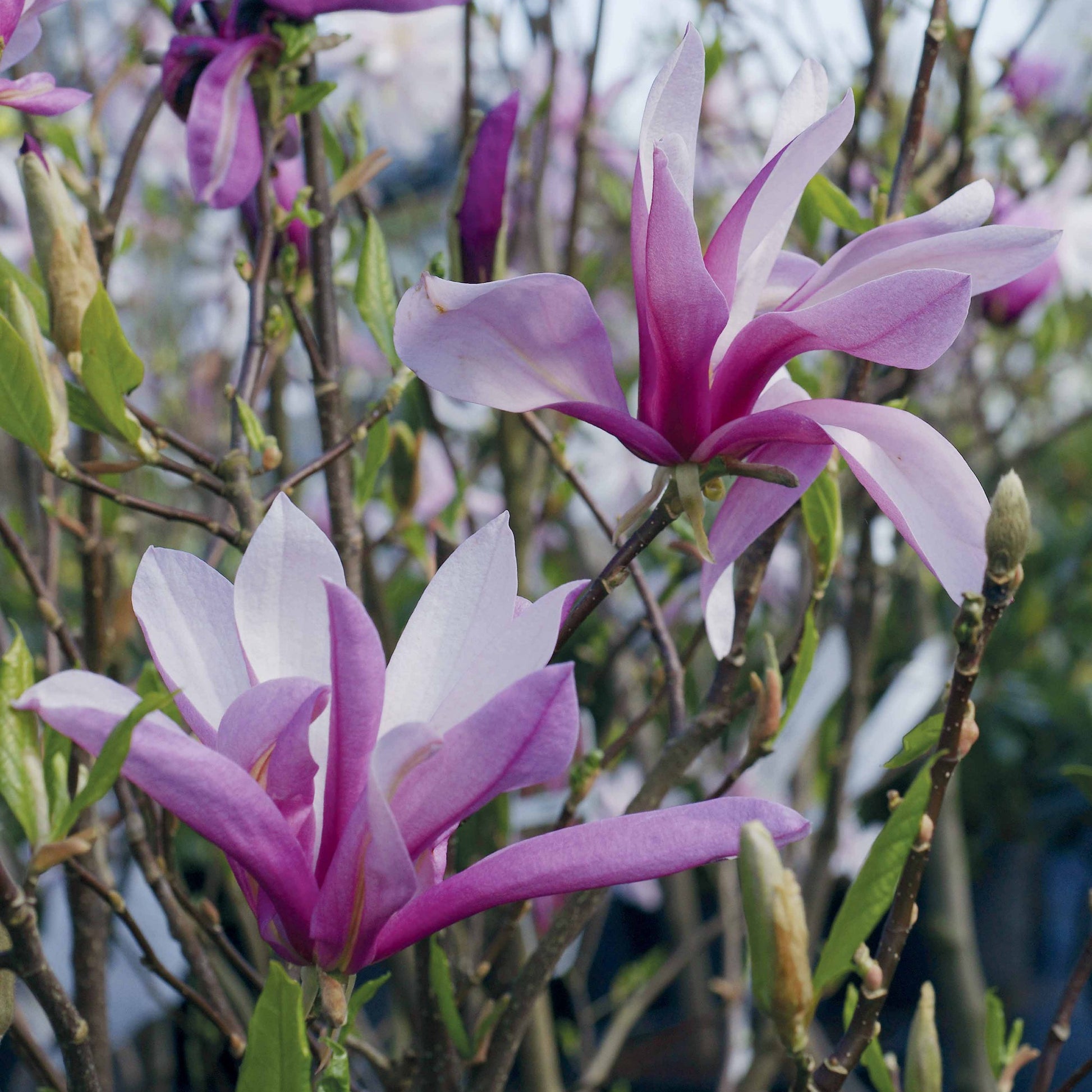 Magnolia - Magnolia - Bakker