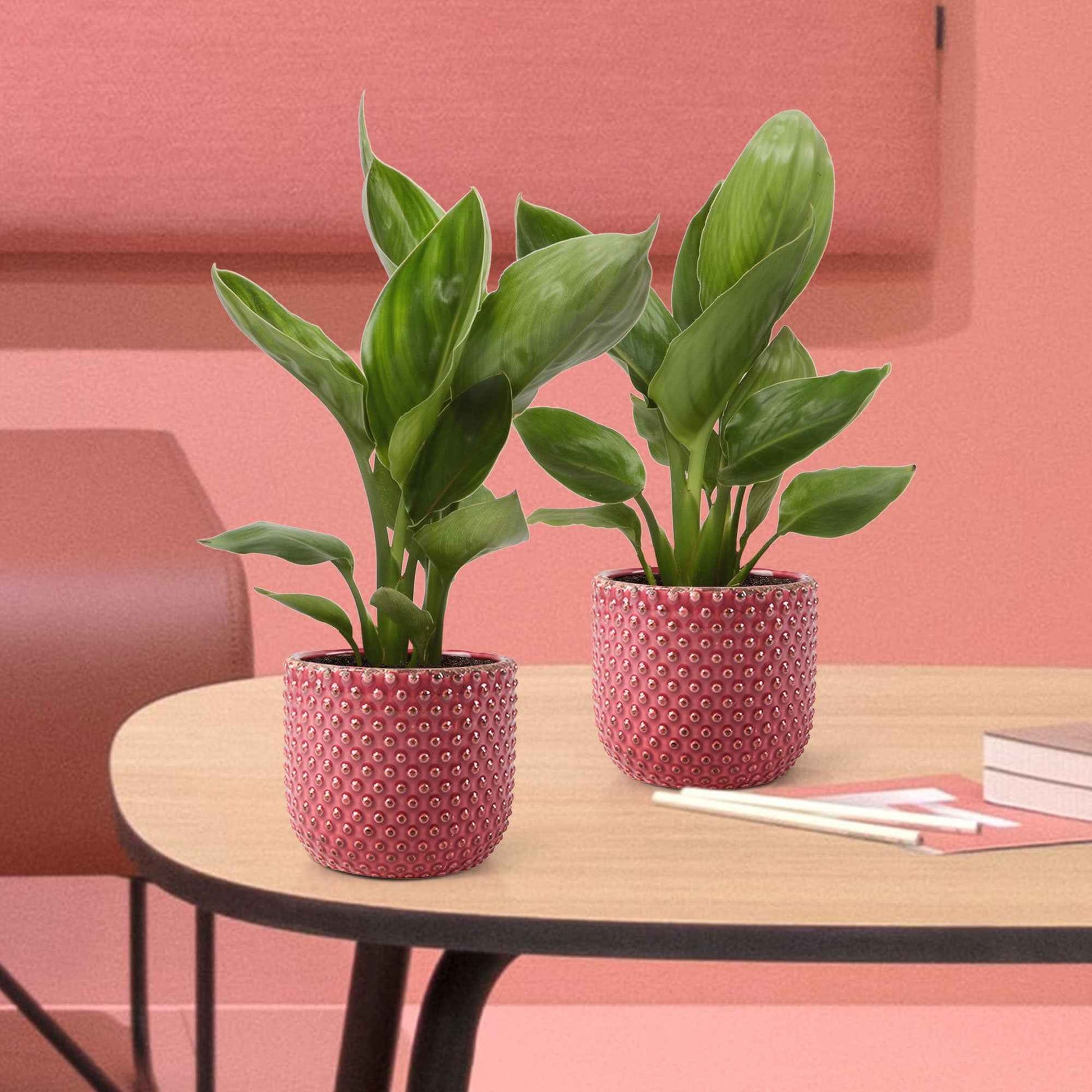 Paradijsvogelplant - Bakker