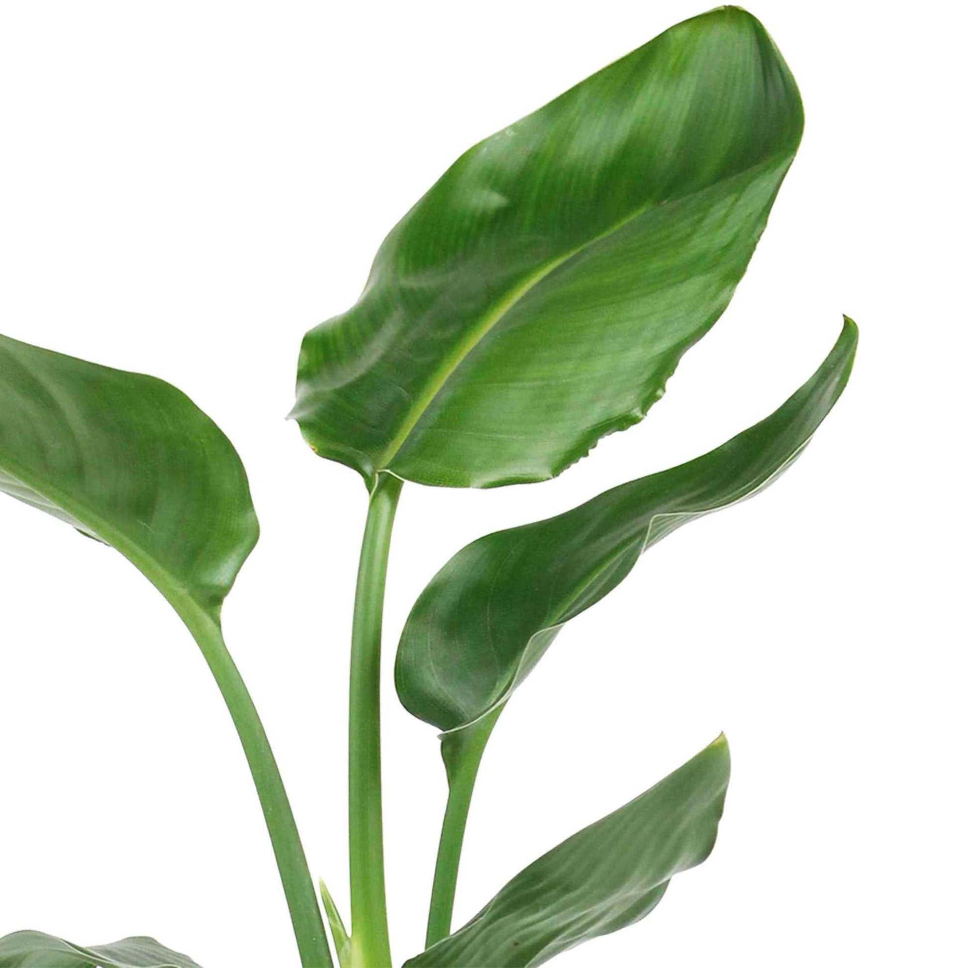 Paradijsvogelplant - Strelitzia - Bakker