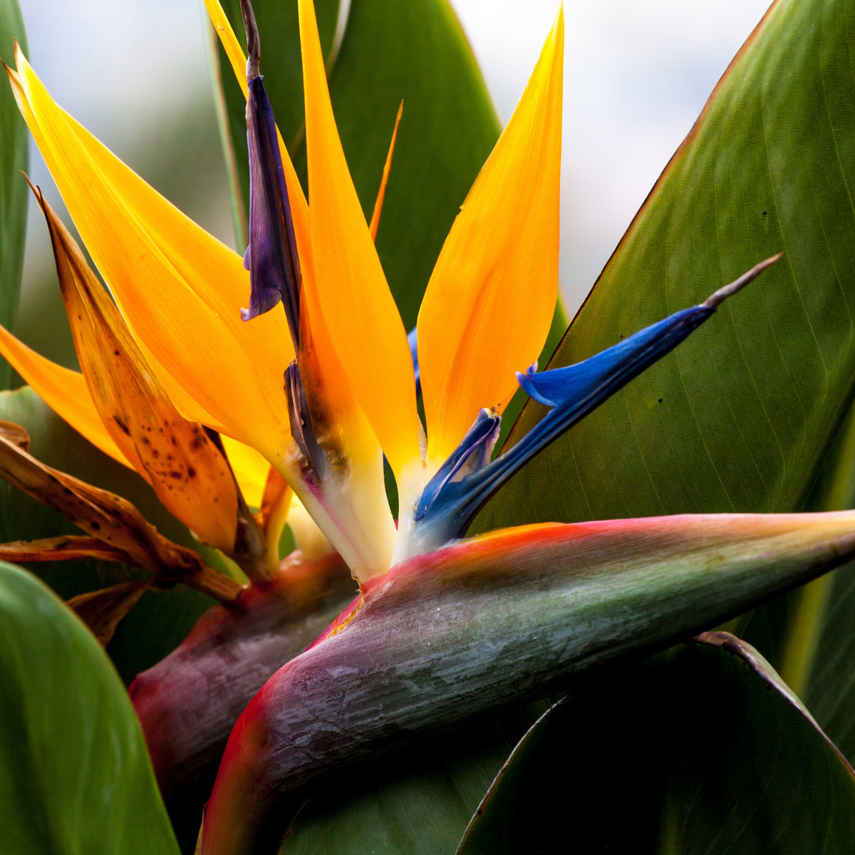 Strelitzia reginae humilis - Paradijsvogelplant - Strelitzia