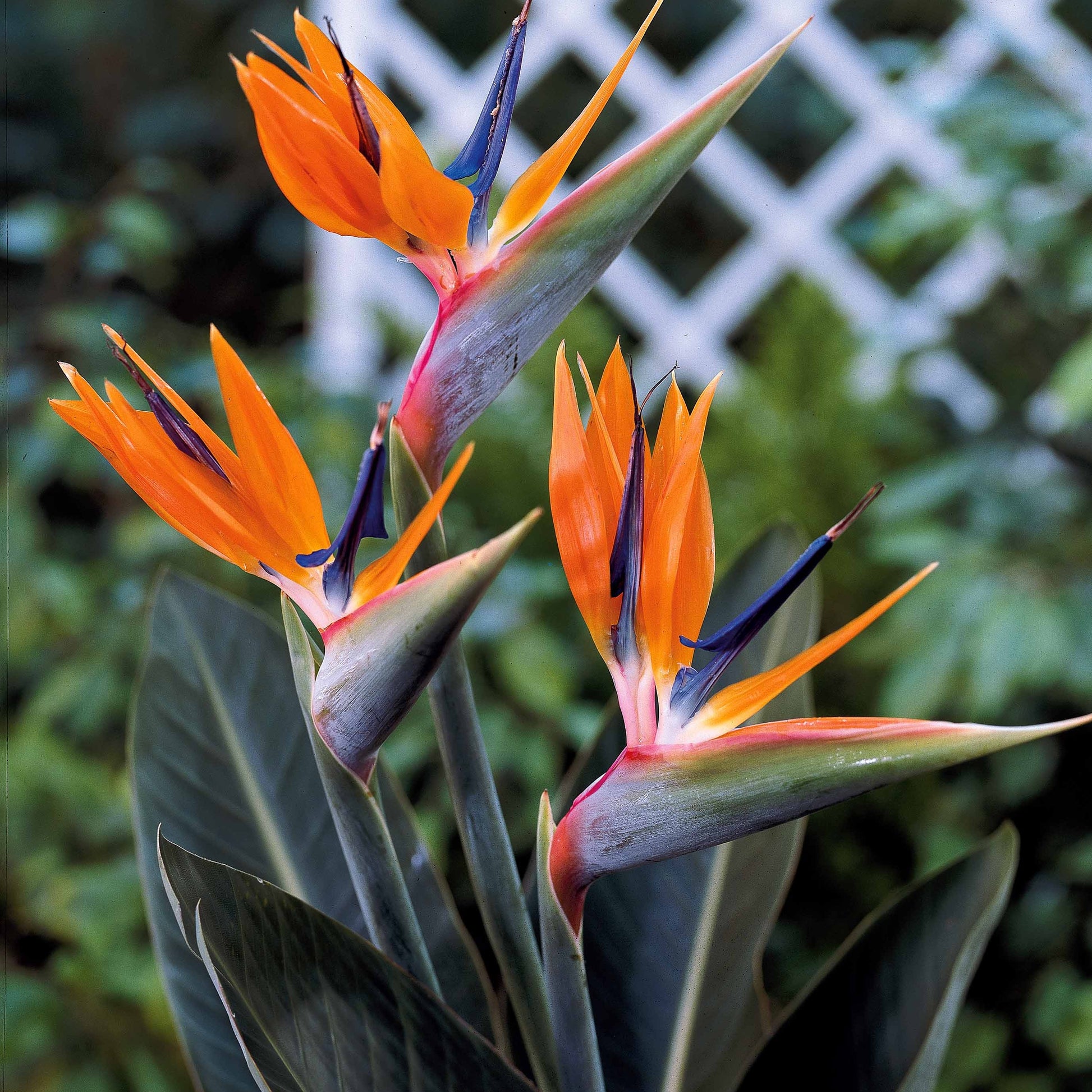 Strelitzia - Paradijsvogelplant - Strelitzia reginae humilis