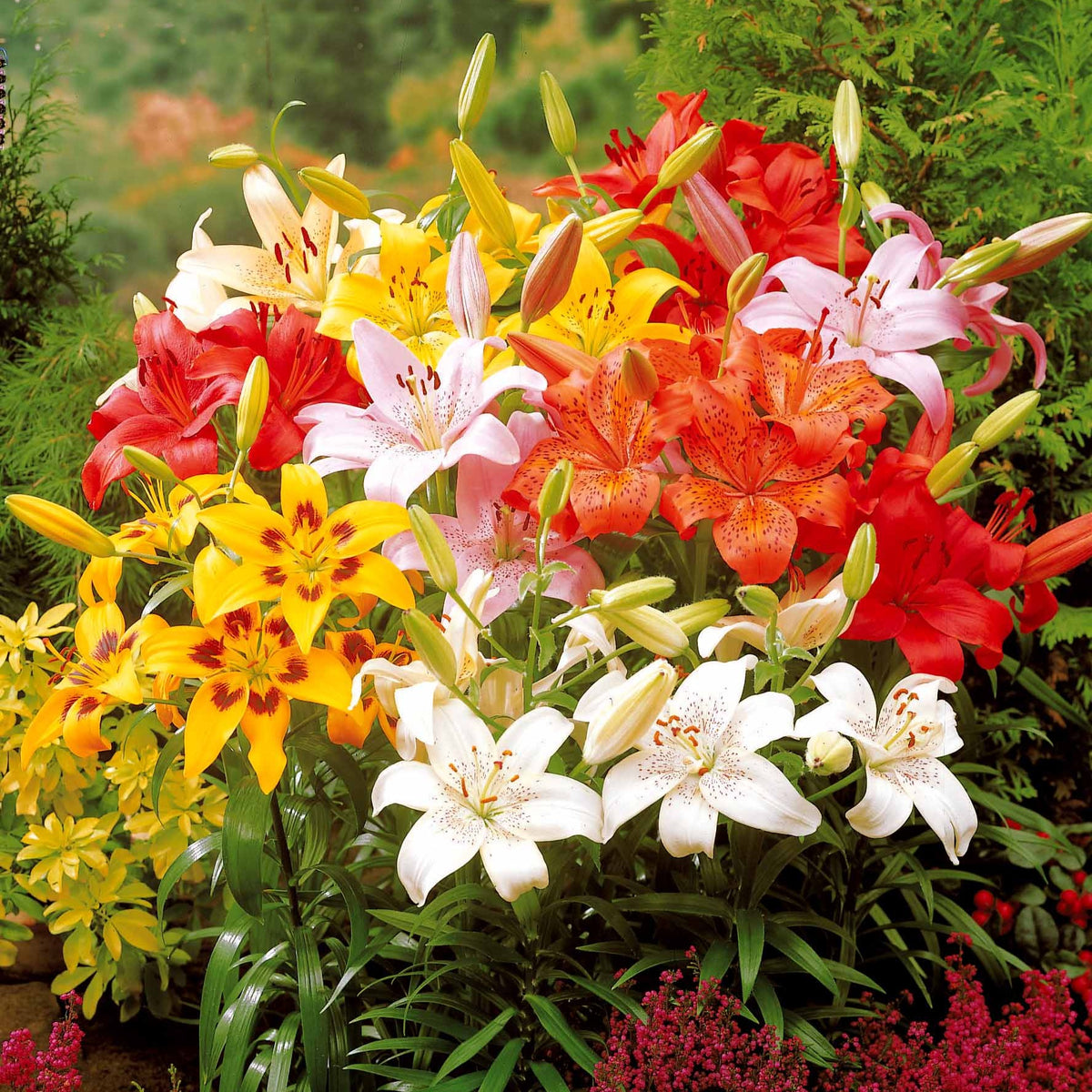 Lilium mid-century - Asiatische lelie 'Mid Century' - Lelie