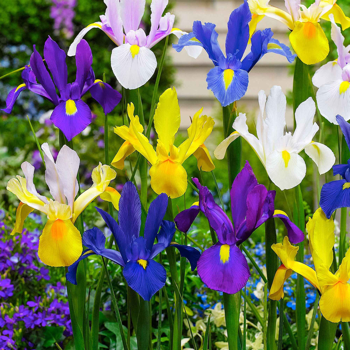 Hollandse Iris Mix (x50) - Iris hollandica - Bakker
