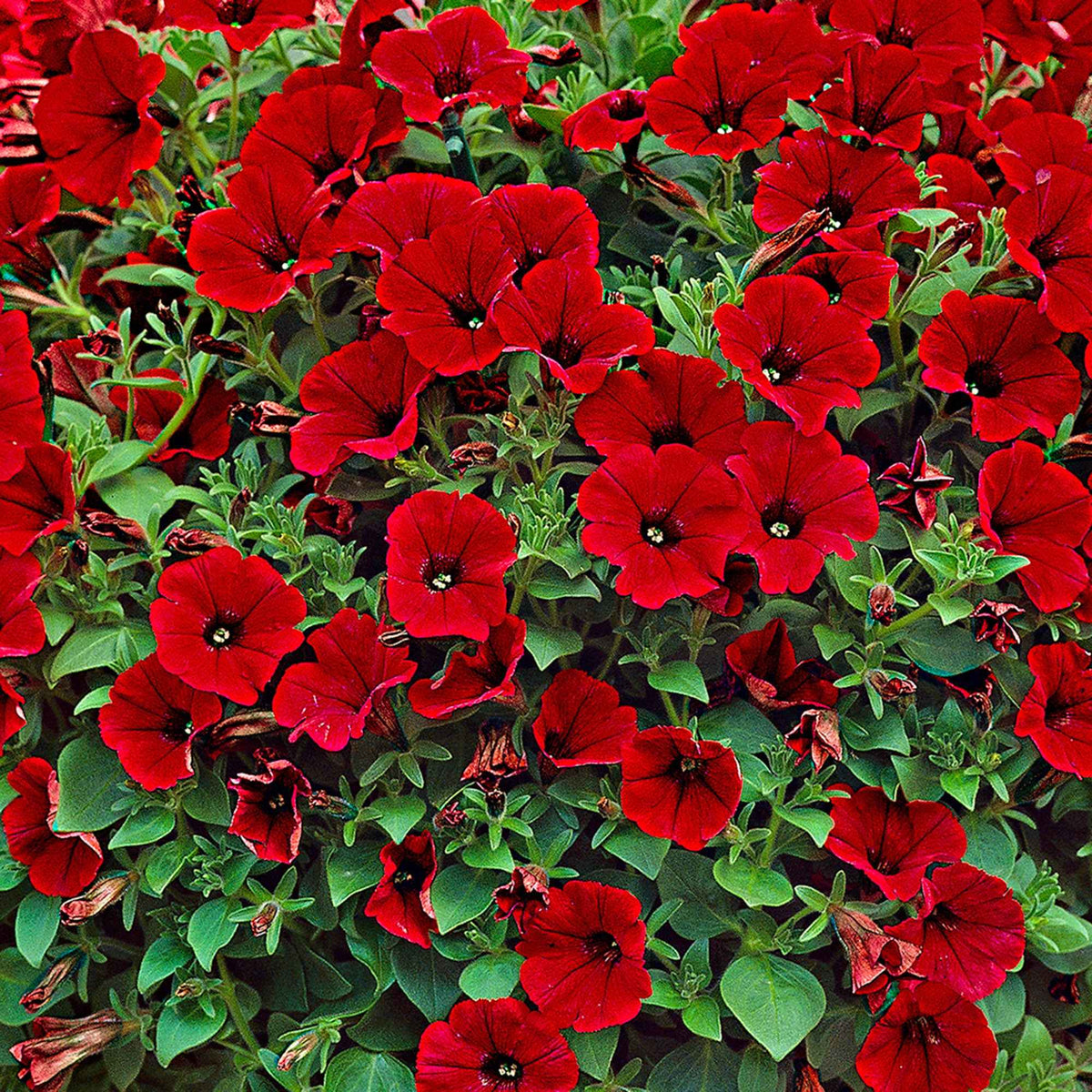Petunia en Calibrachoa - Hangpetunia rood (x3) - Petunia