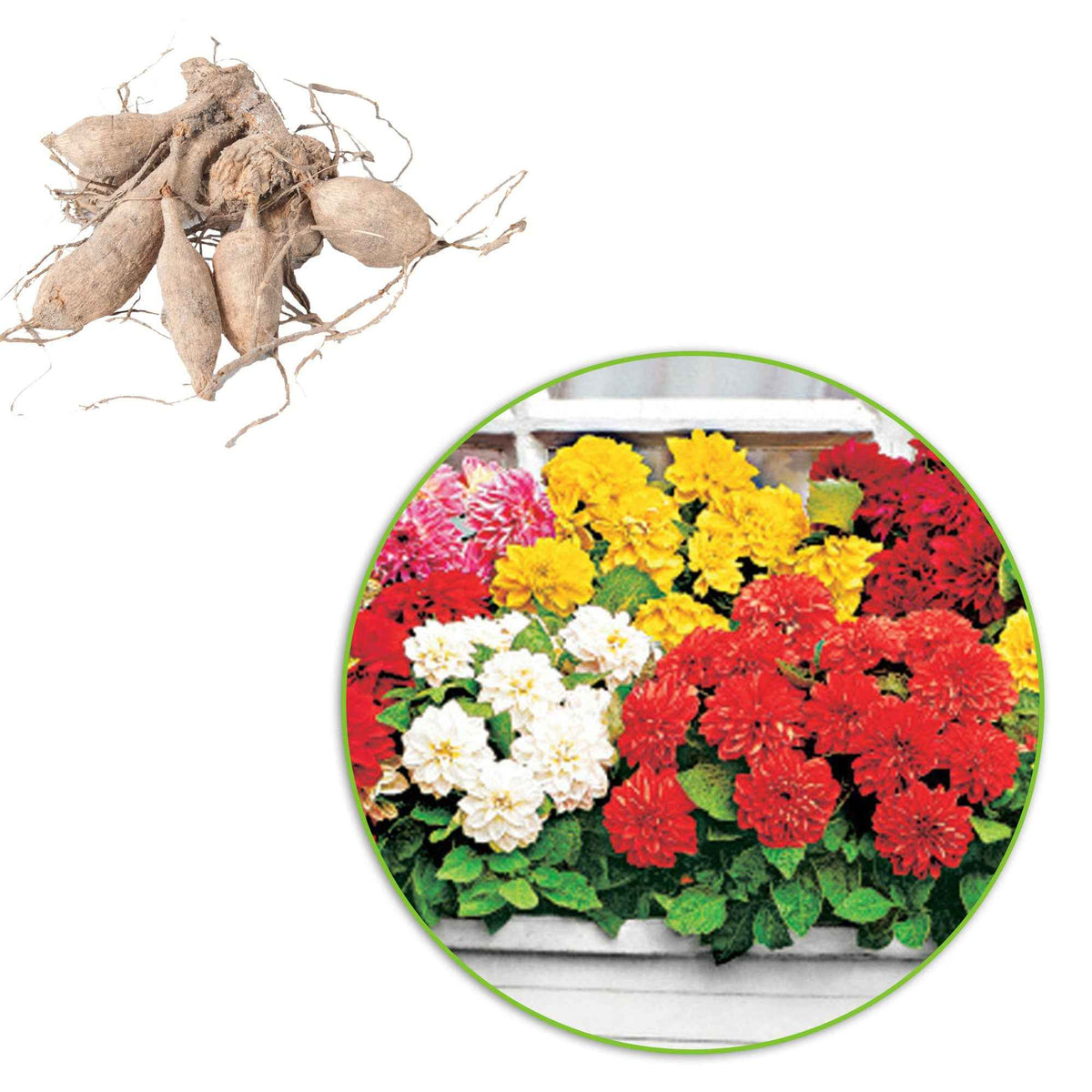 Dahlia - Dahlia Mix 'Dahlinova' (x5) - Dahlia GO GO