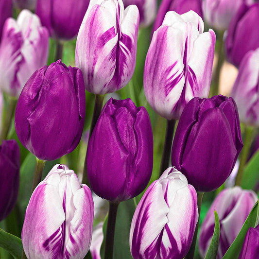 Tulp Mix (x10) - Bakker