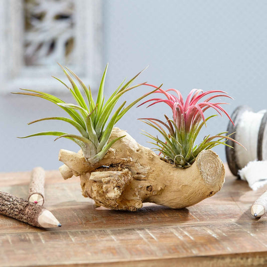 2 Tillandsia's op houtblok - Bakker