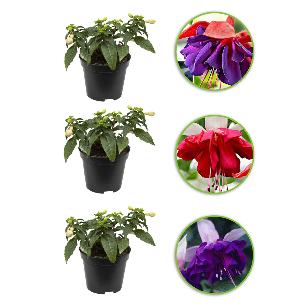 Fuchsia - Mix 'Seventh Heaven' + 'Voodoo' + 'Royal Mosaic'paars (x3) - Fuchsia Royal Mosaic, Voodoo, Seventh Heaven - Bakker