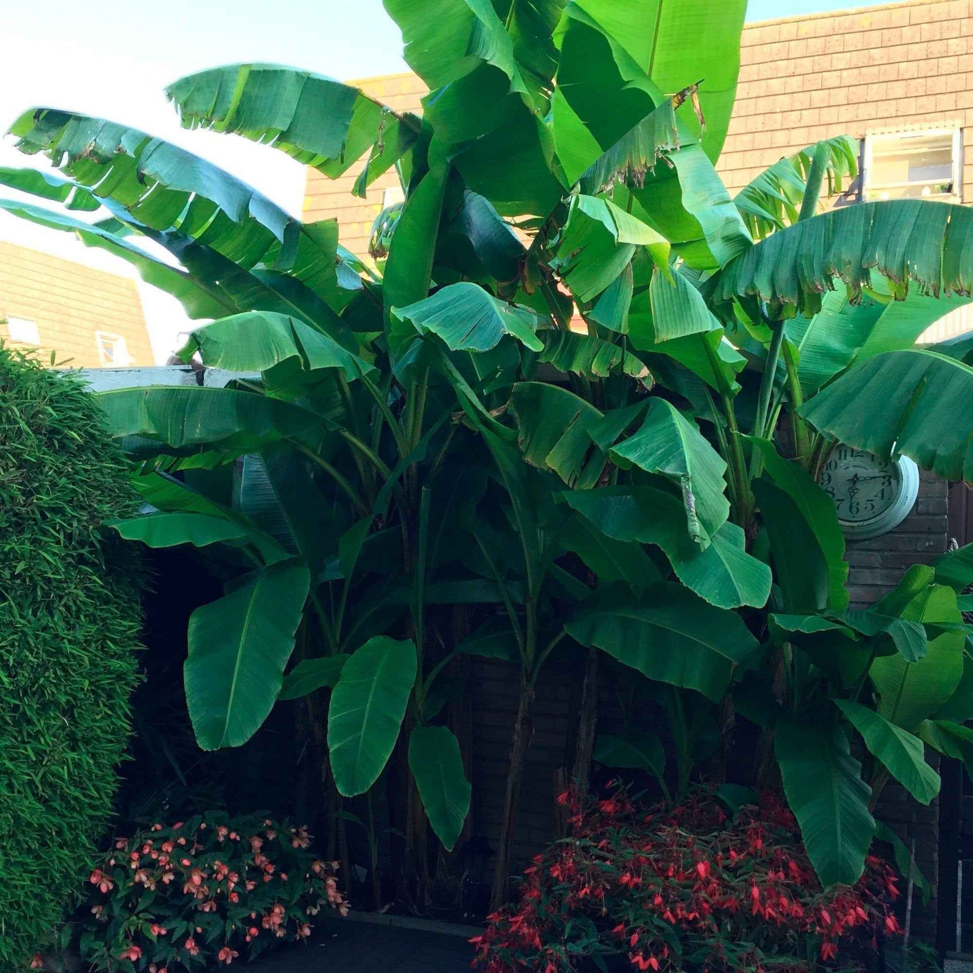 Bananenplant Musa basjoo - Musa basjoo - Bakker