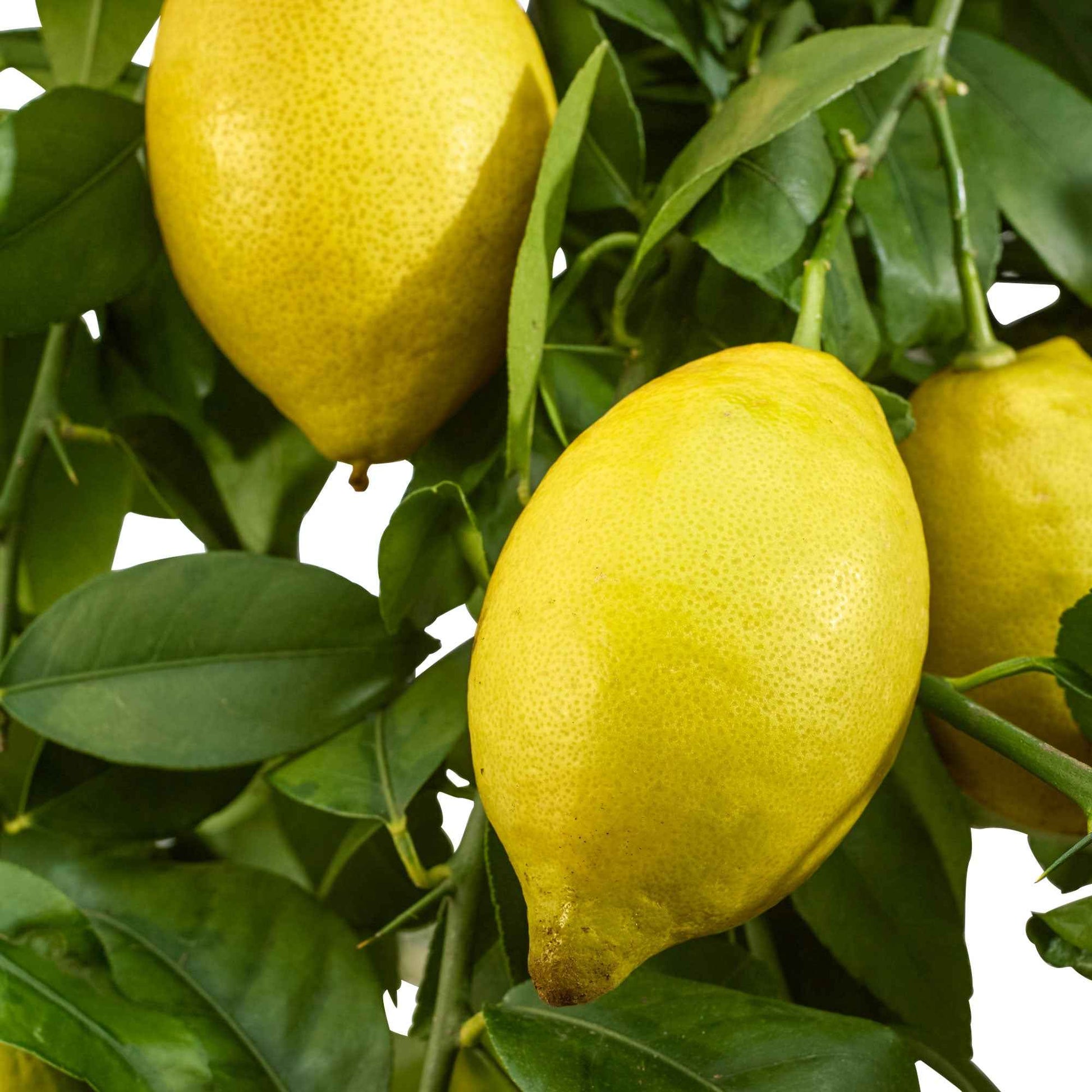 Citroenboom 'Vulcan' - Citrus limon vulcan - Bakker