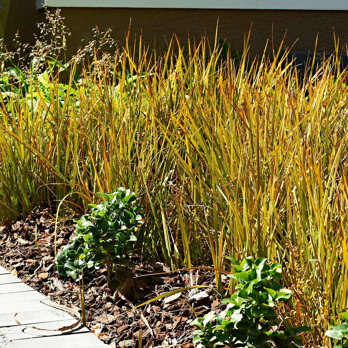 Zegge - Carex - Zegge 'Prairie Fire' - Carex testacea prairie fire