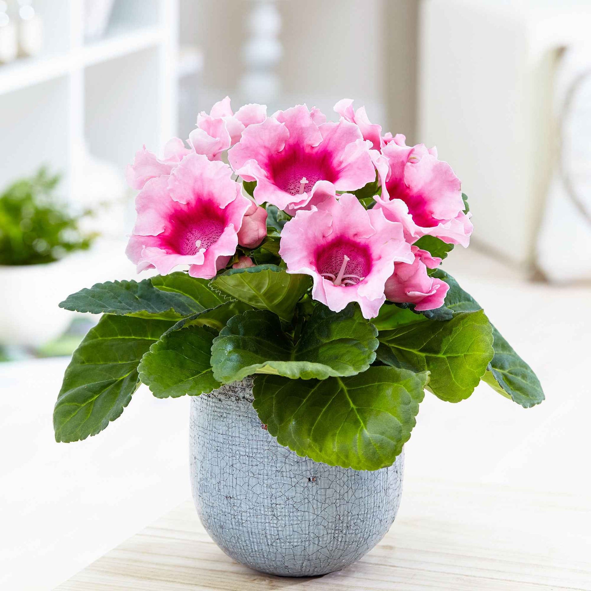 Gloxinia Sinningia speciosa Roze - Bakker