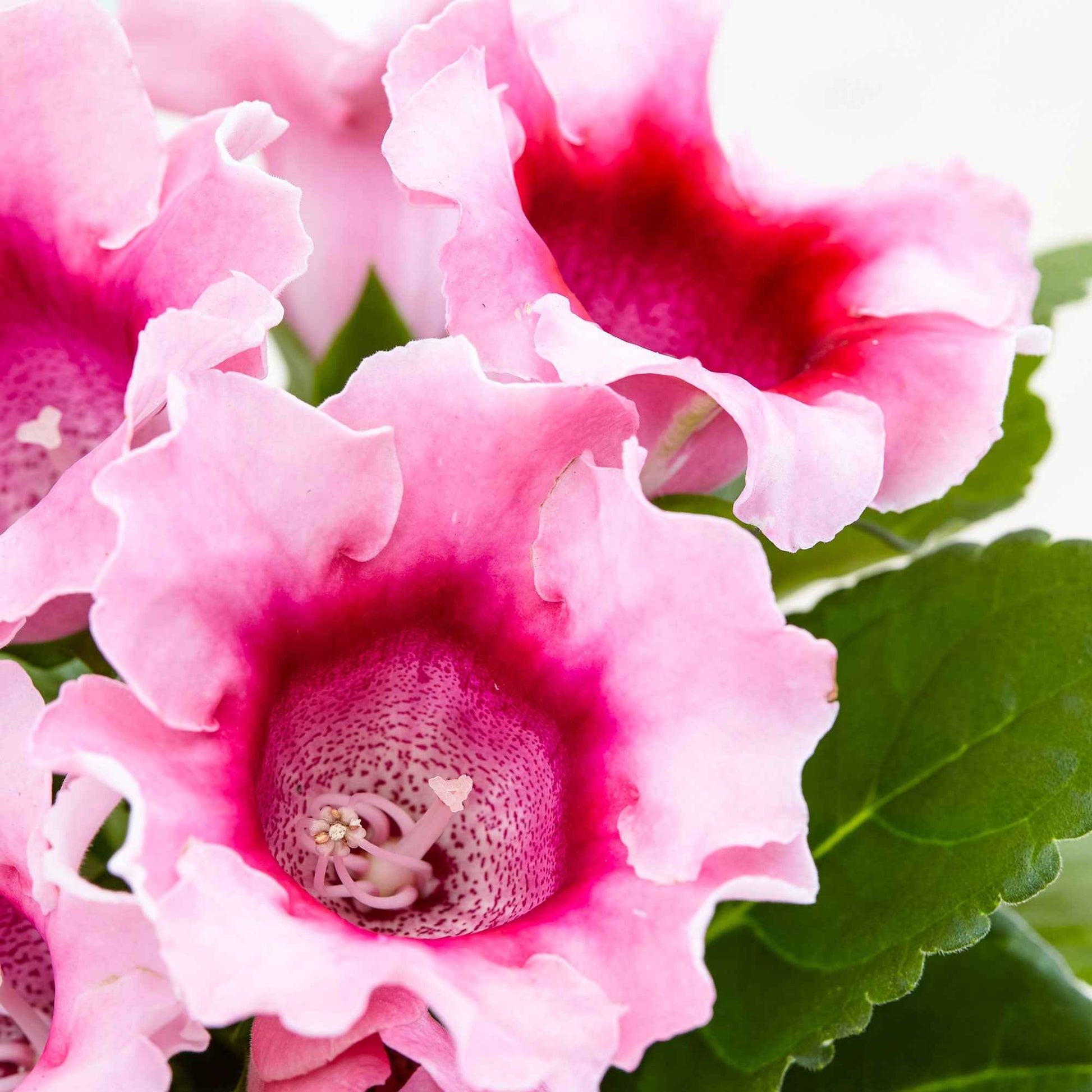 Gloxinia Sinningia speciosa Roze - Sinningia speciosa pink - Bakker