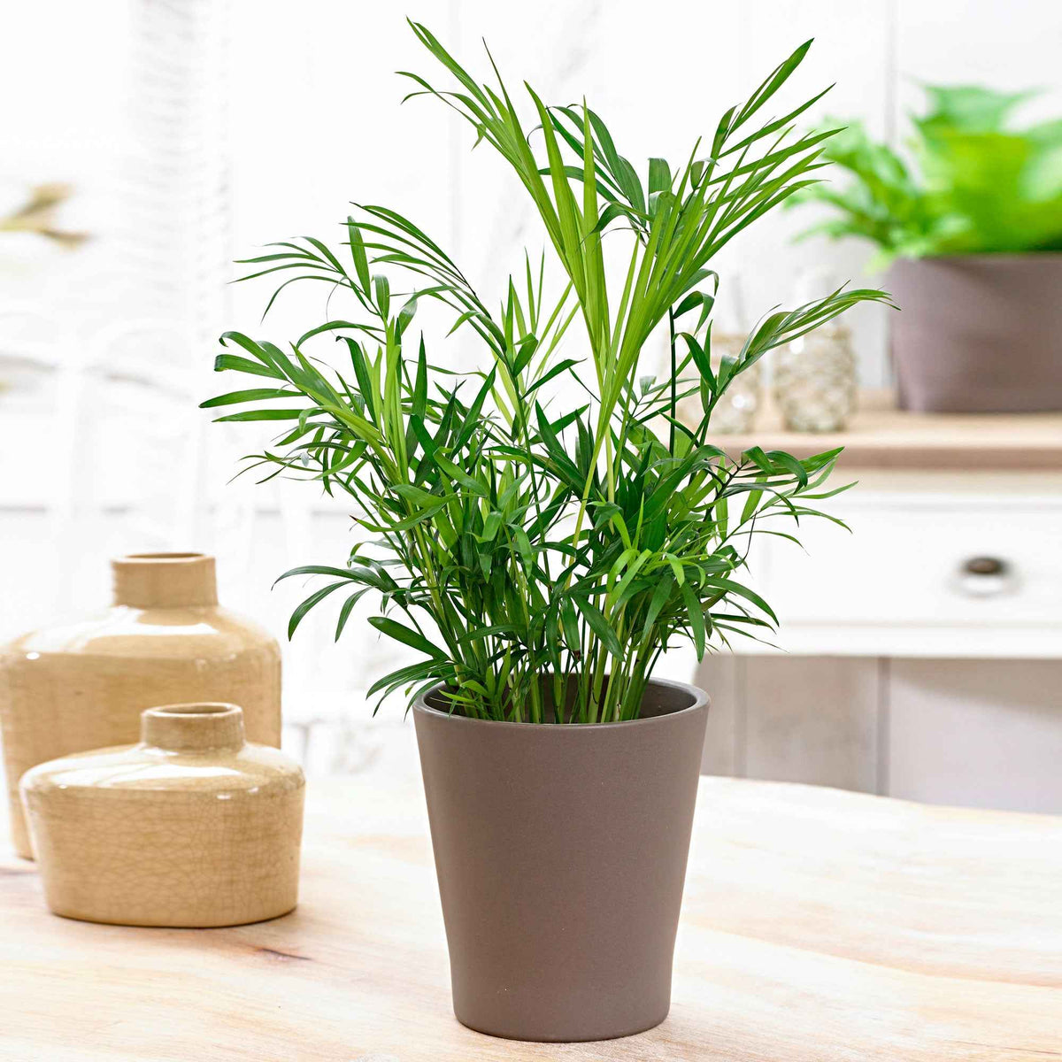 Mexicaanse dwergpalm - Chamaedorea elegans - Bakker