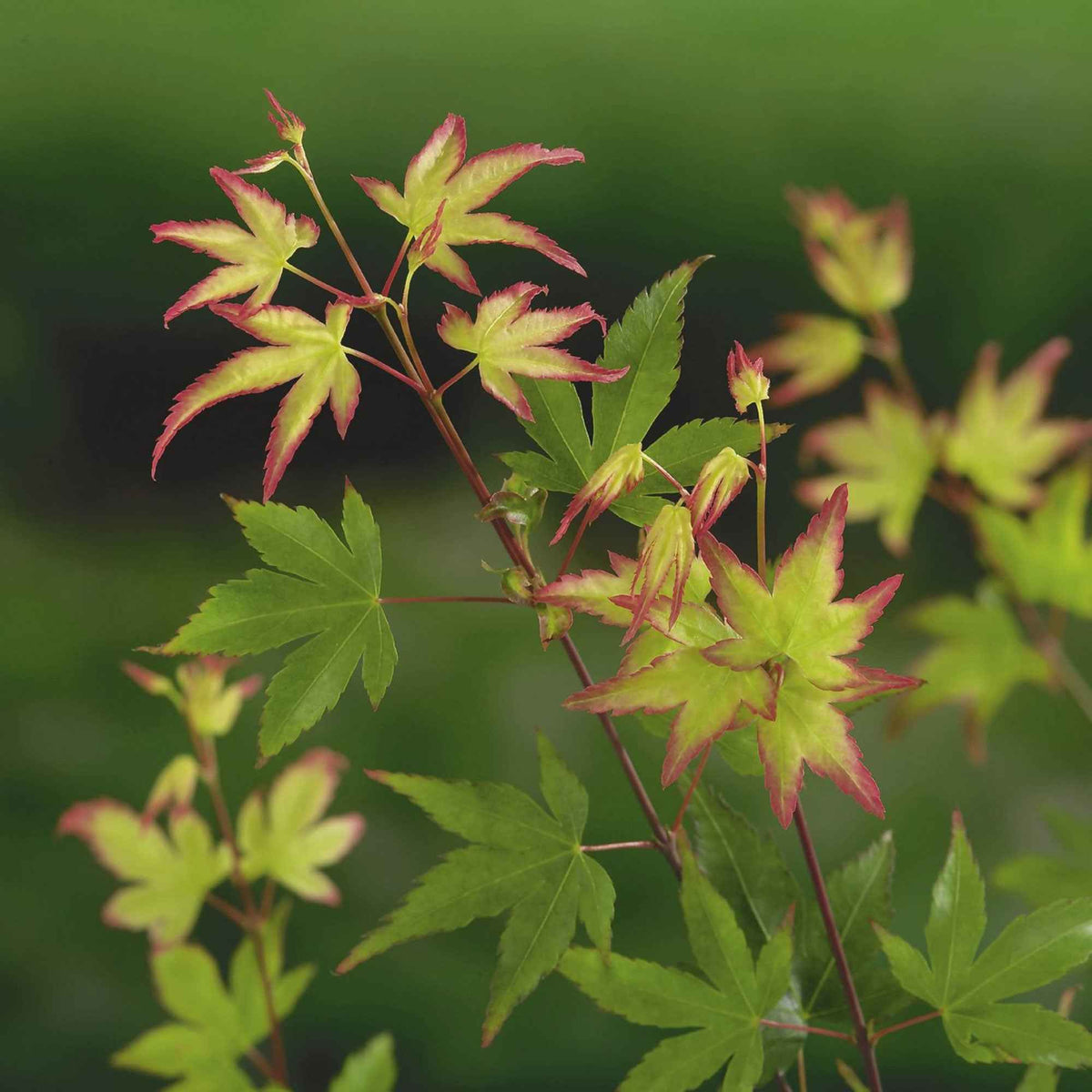 Acer palmatum little princess - Japanse esdoorn 'Little Princess' - Japanse esdoorn