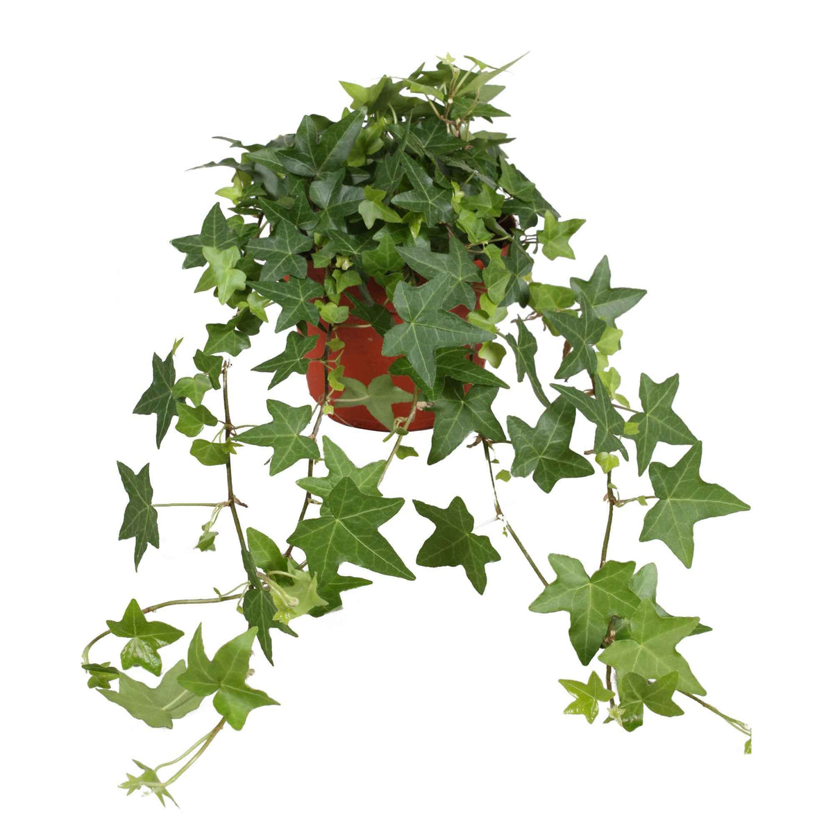 Klimop 'Pittsburgh' - Hedera helix Pittsburgh - Bakker