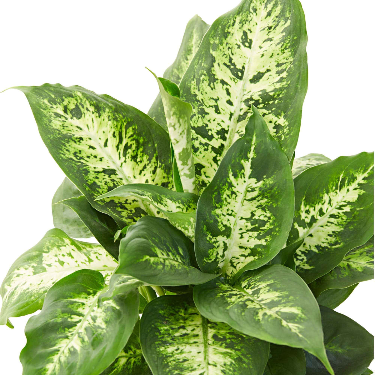 Dieffenbachia compacta - Dief van Bagdad 'Compacta' - Dieffenbachia