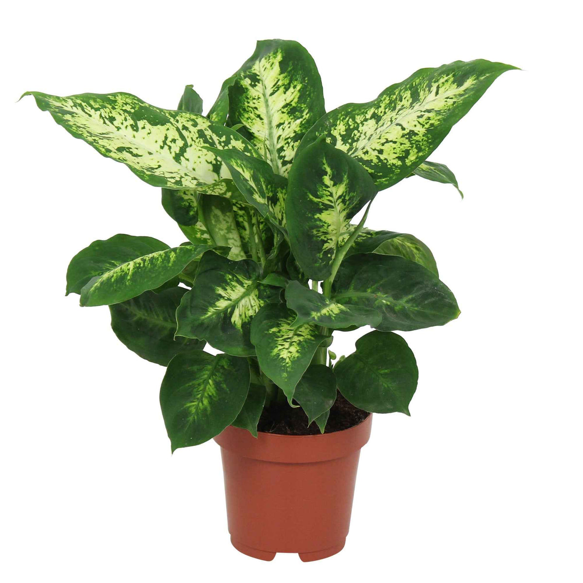 Dieffenbachia - Dief van Bagdad 'Compacta' - Dieffenbachia compacta