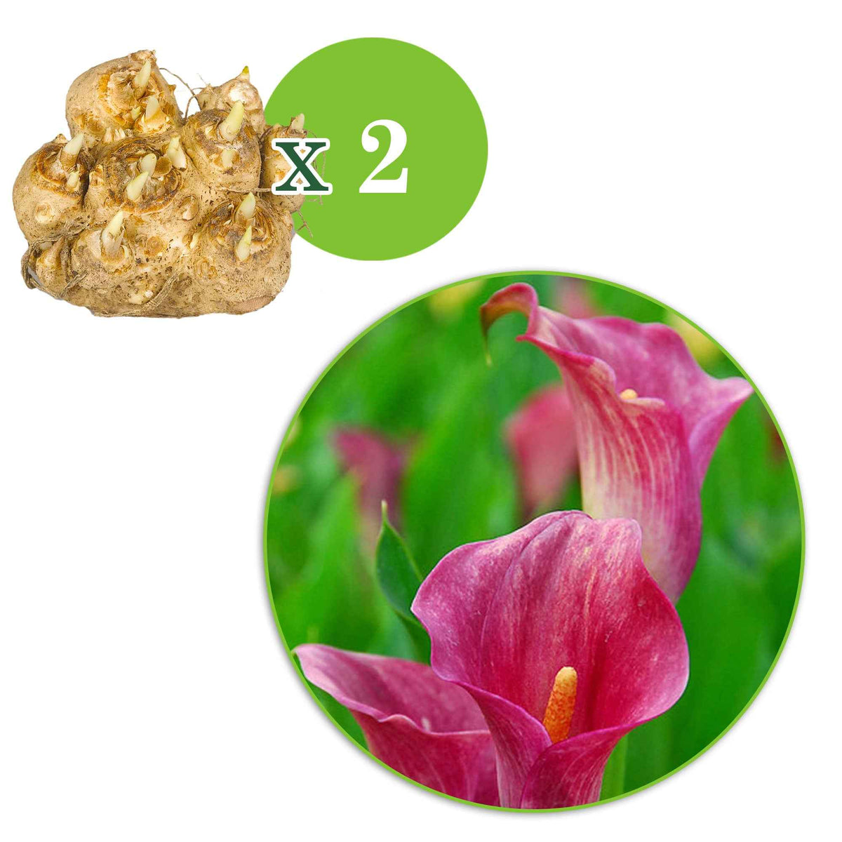 Aronskelk - Aronskelk roze (x2) - Zantedeschia rehmannii
