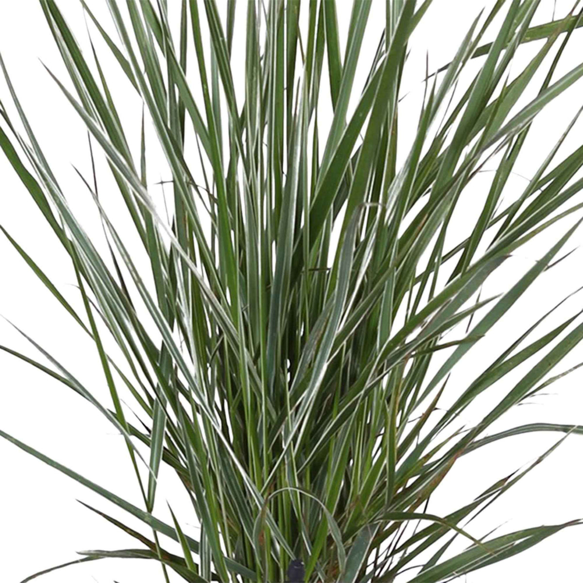 Calamagrostis acutiflora overdam - Bont struisriet 'Overdam' - Siergrassen
