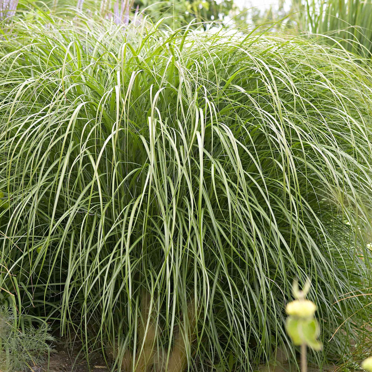 Prachtriet 'Yaku-Jima' - Miscanthus sinensis Yaku Jima - Bakker