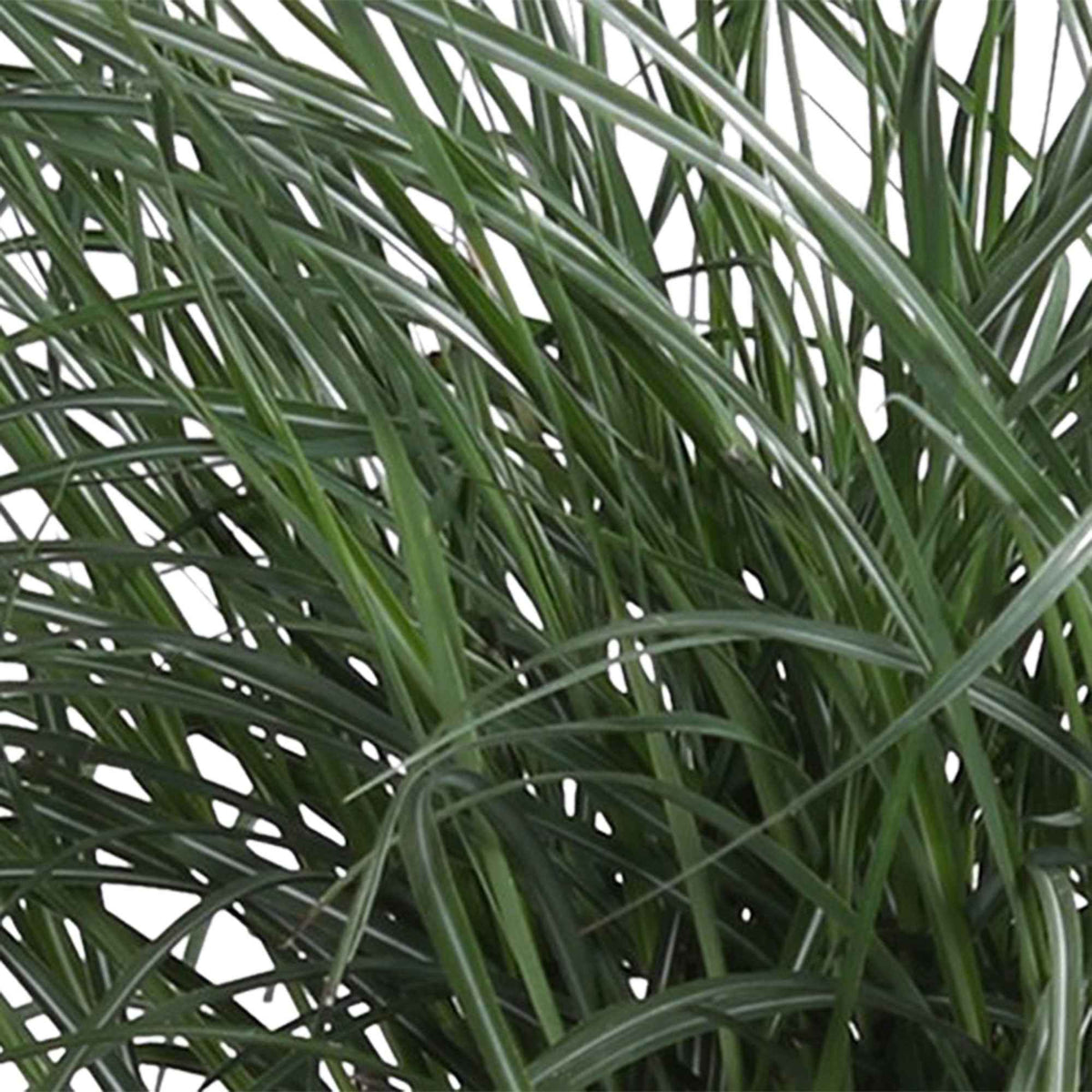 Miscanthus sinensis Yaku Jima - Prachtriet 'Yaku-Jima' - Miscanthus - Chinees riet