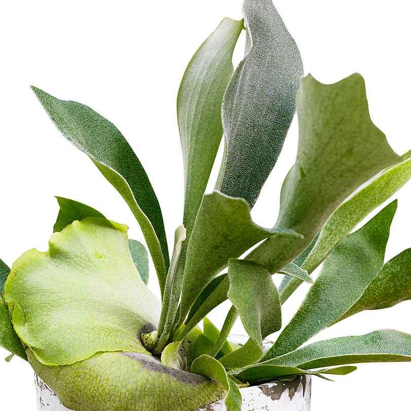 Hertshoornvaren Platycerium bifurcatum - Hangplant - Platycerium bifurcatum - Bakker