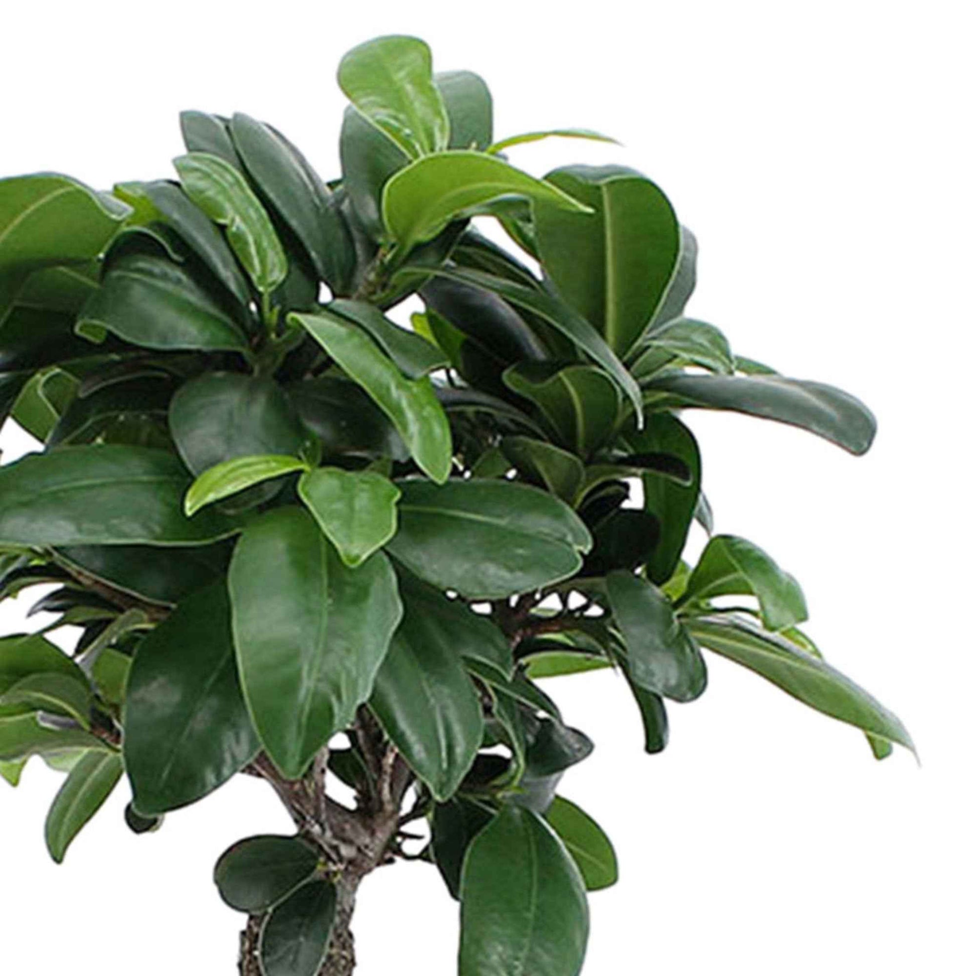 Ficus 'Ginseng' - Ficus microcarpa ginseng - Bakker