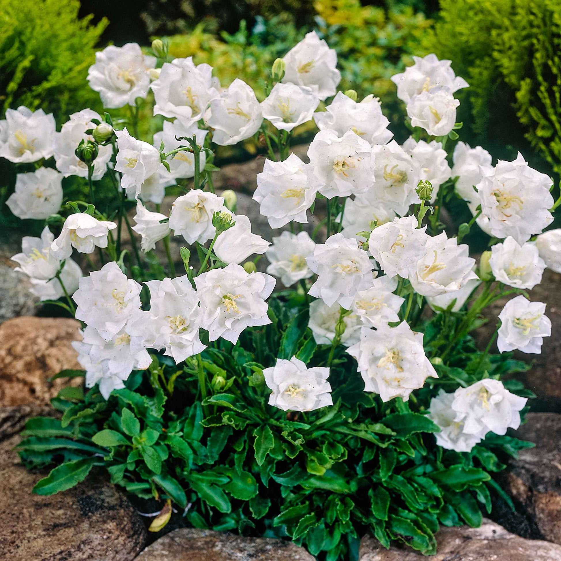 Karpatenklokje 'Alba' - Campanula carpatica alba - Bakker