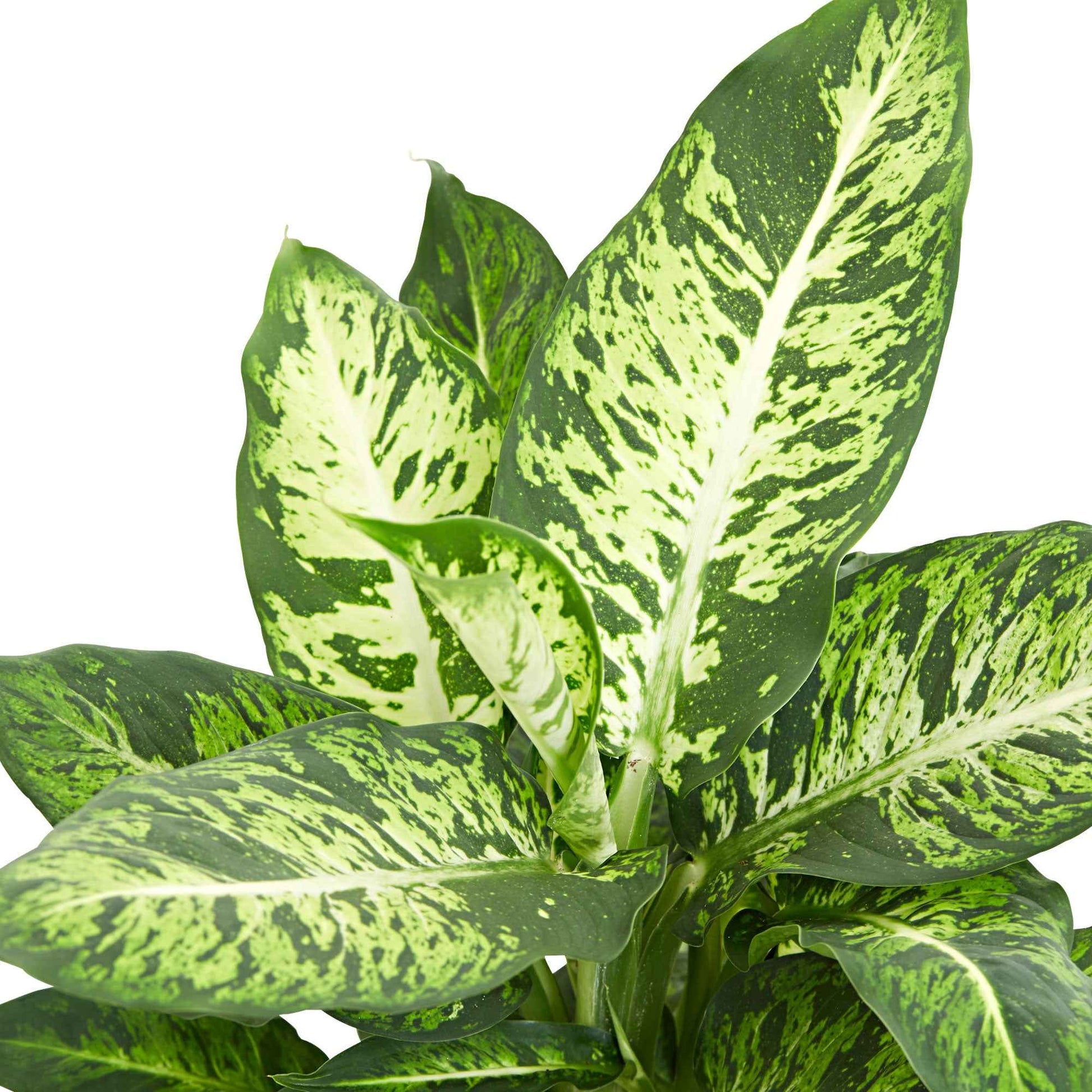 Dief van Bagdad 'Sublime' - Dieffenbachia sublime - Bakker