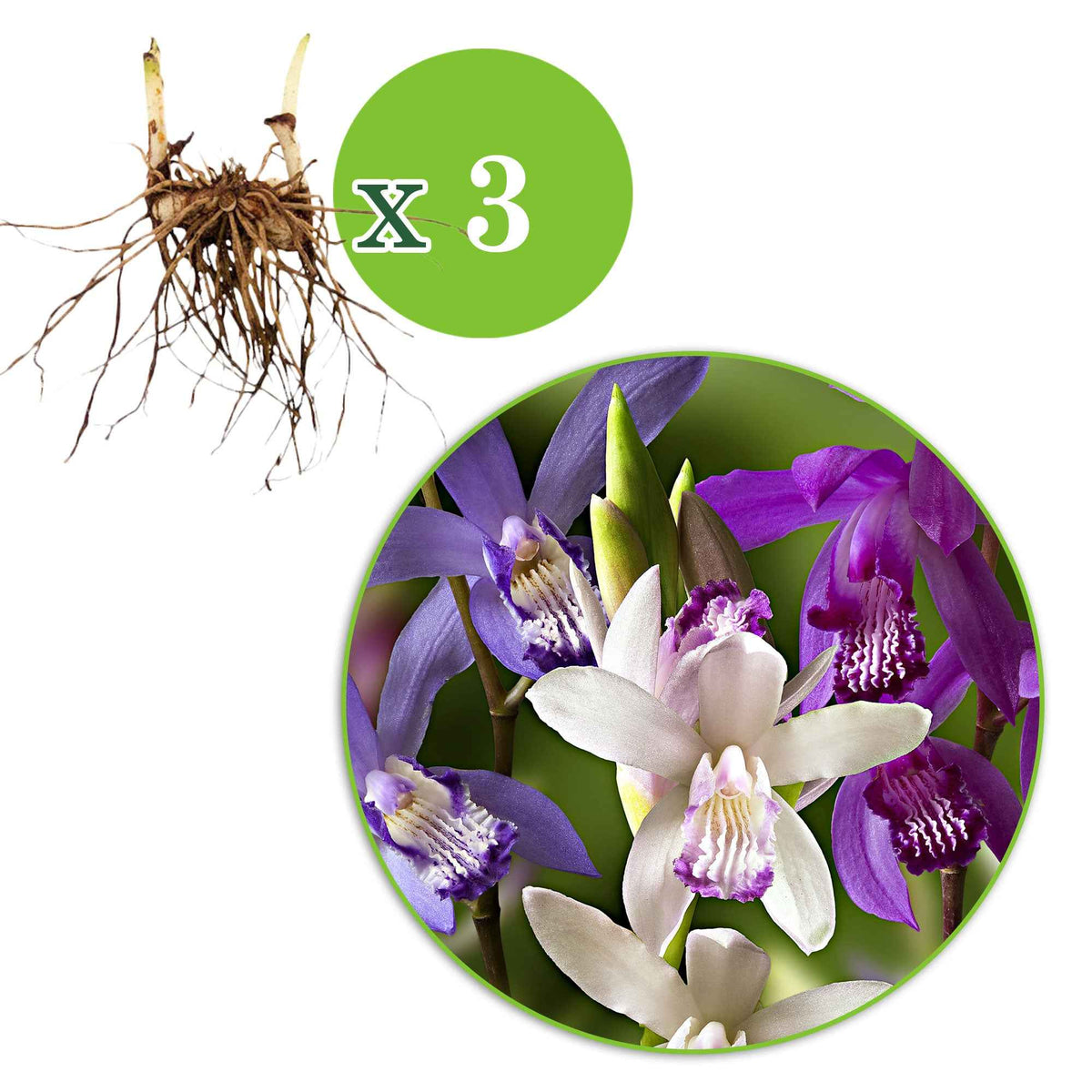 Aardochidee (x3) - Bletilla kuchibeni, blue dragon, striata - Bakker